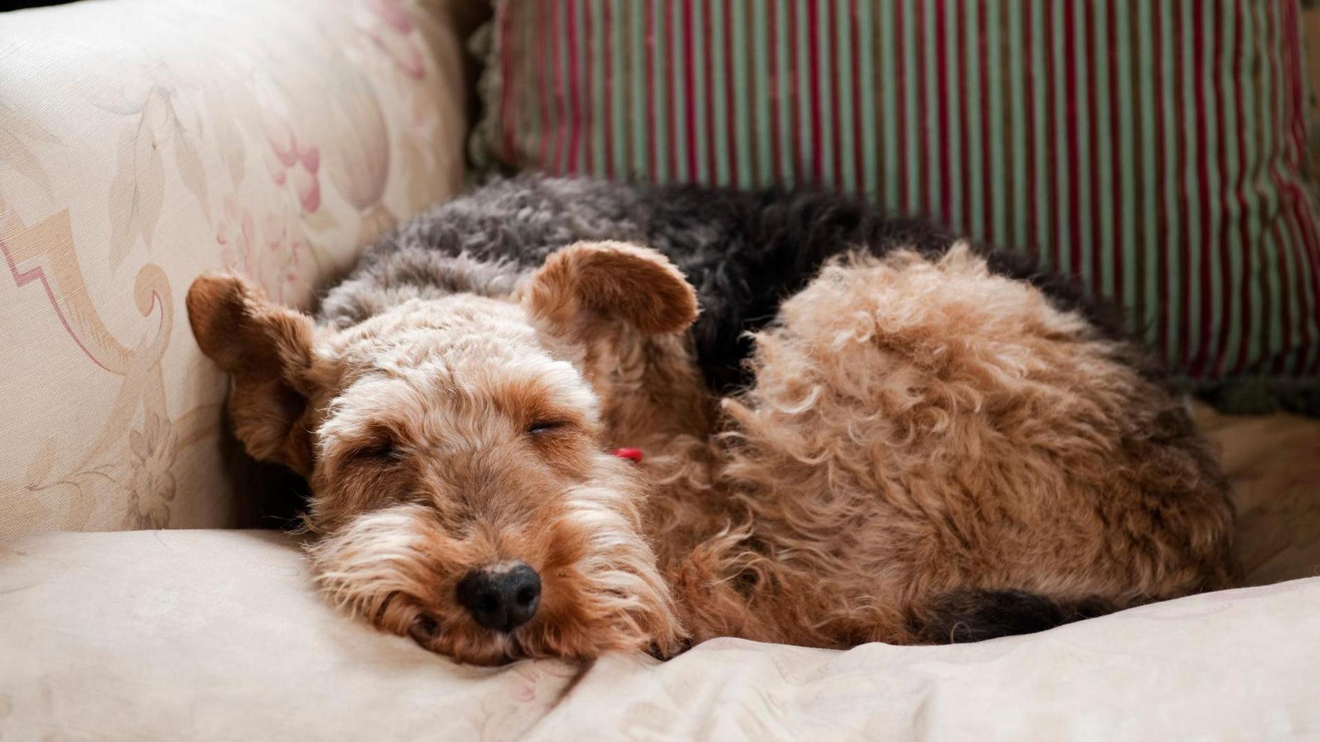 A brown and black dog lies on a light coloured sofa asleep.