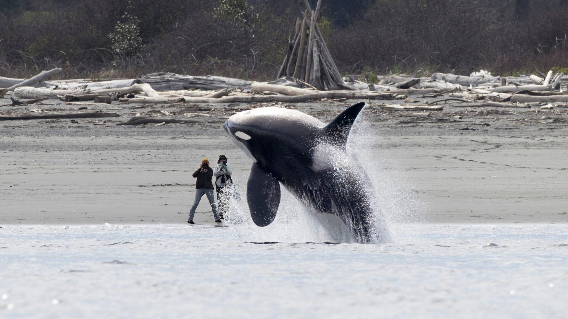 Wild orca leaping out of the water. 