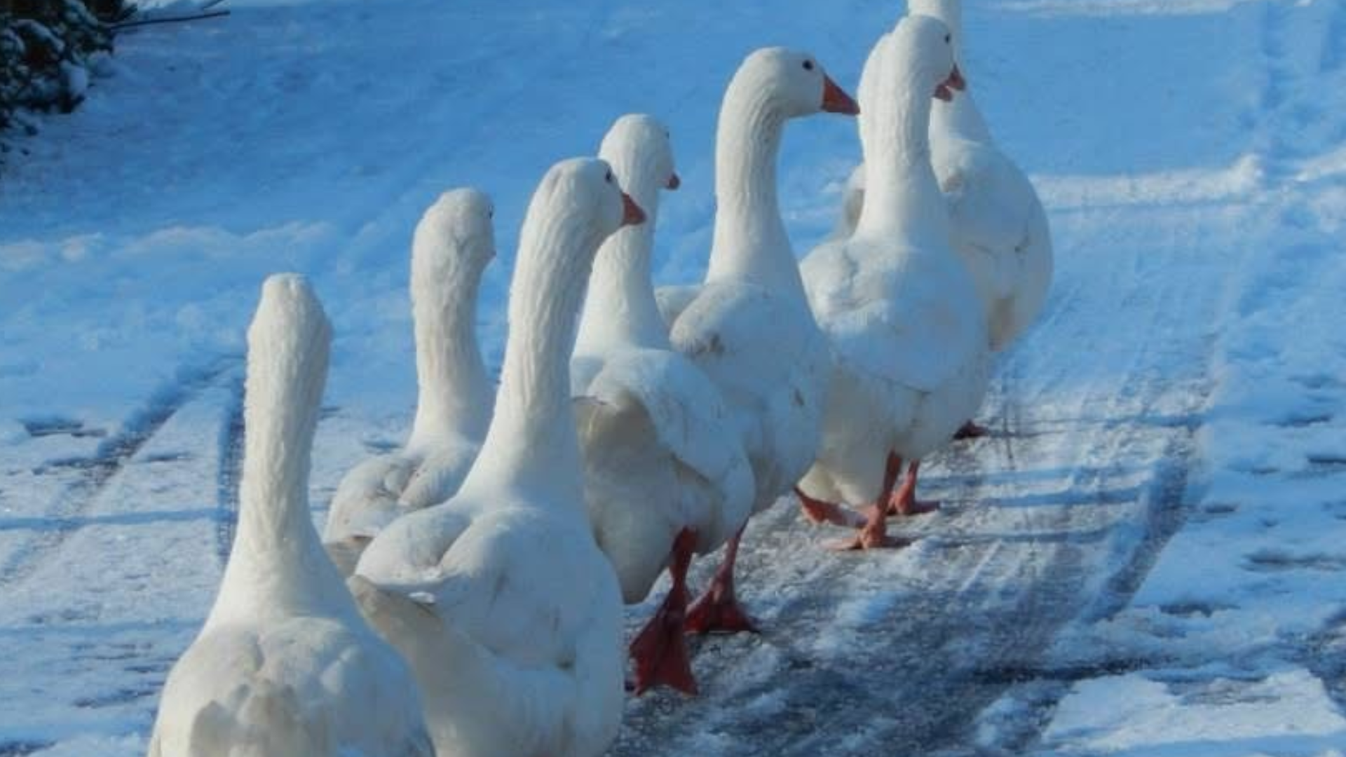 A line of seven white geese, with orange bills and orange webbed feet waddling along a path that is covered in snow.