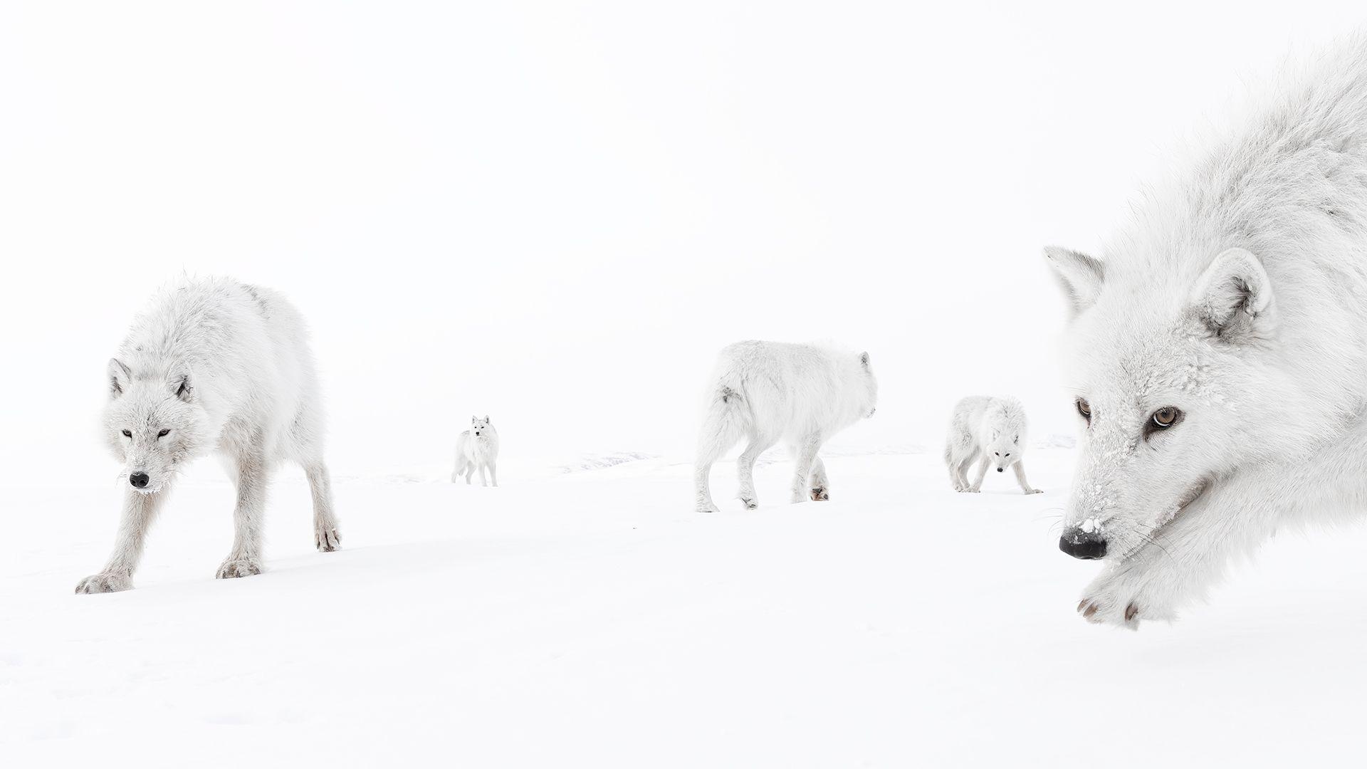 The image shows a pack of Arctic wolves in a snowy, white landscape. There are six wolves visible, all with thick white fur that blends almost seamlessly into the snow-covered ground and pale sky.