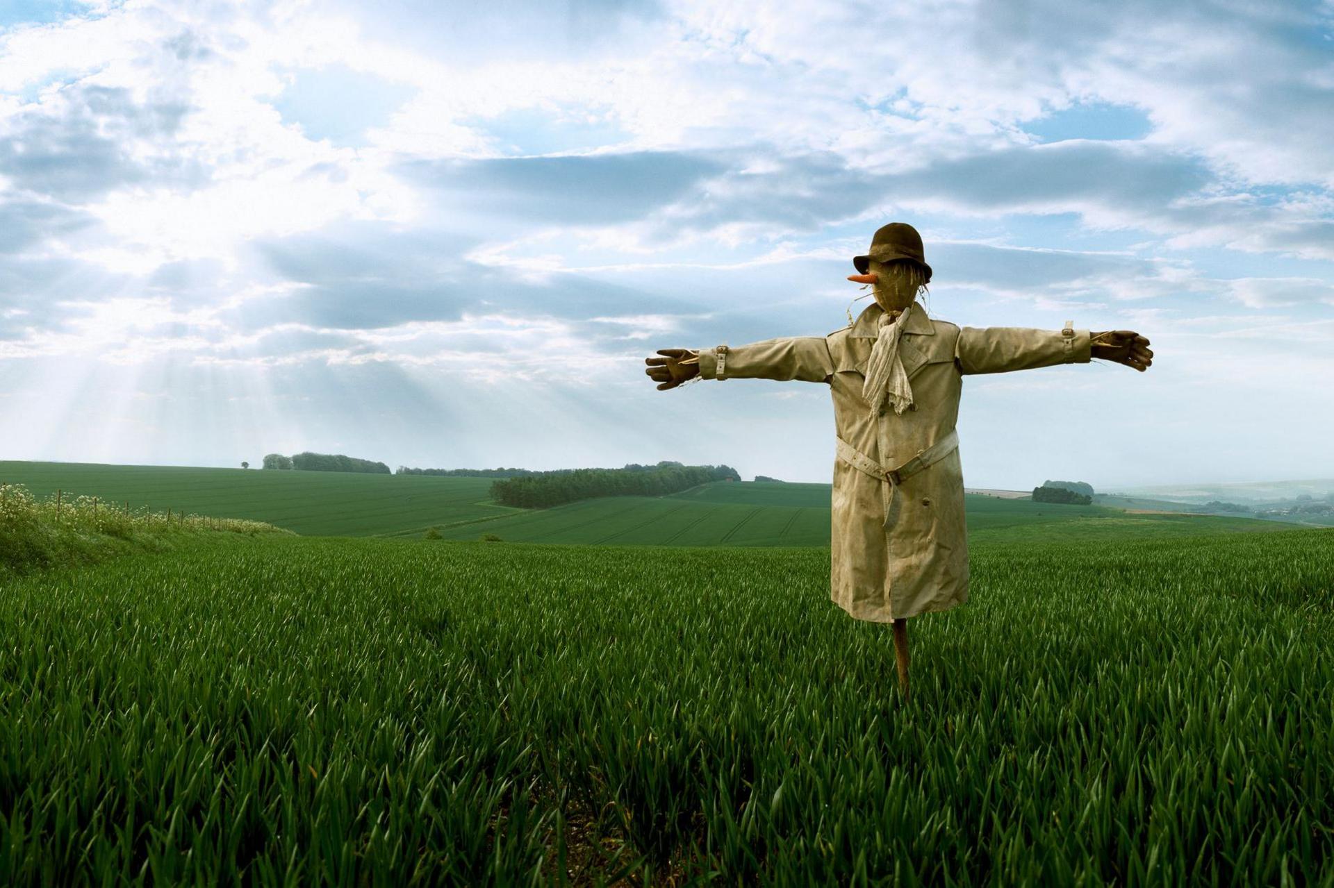 A scarecrow in a field