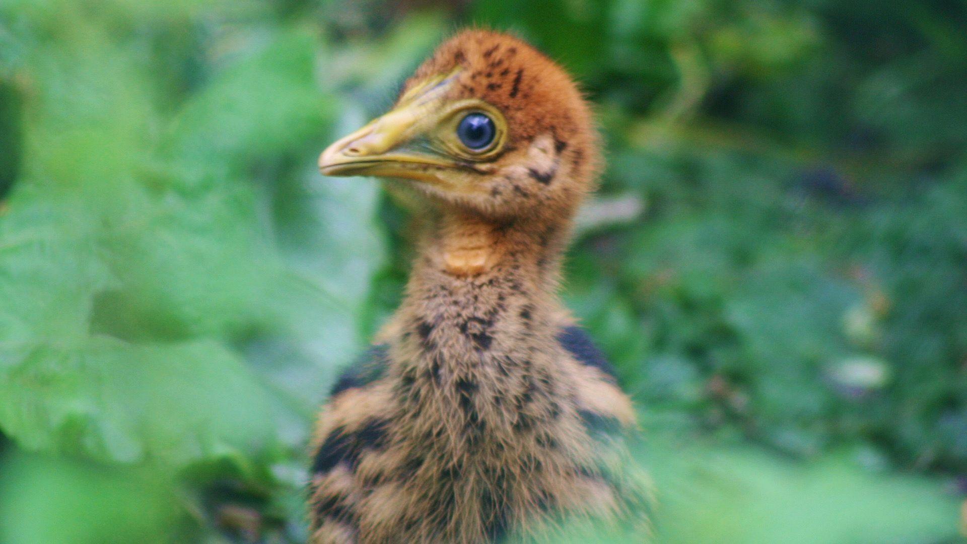 A cassowary chick at Birdland