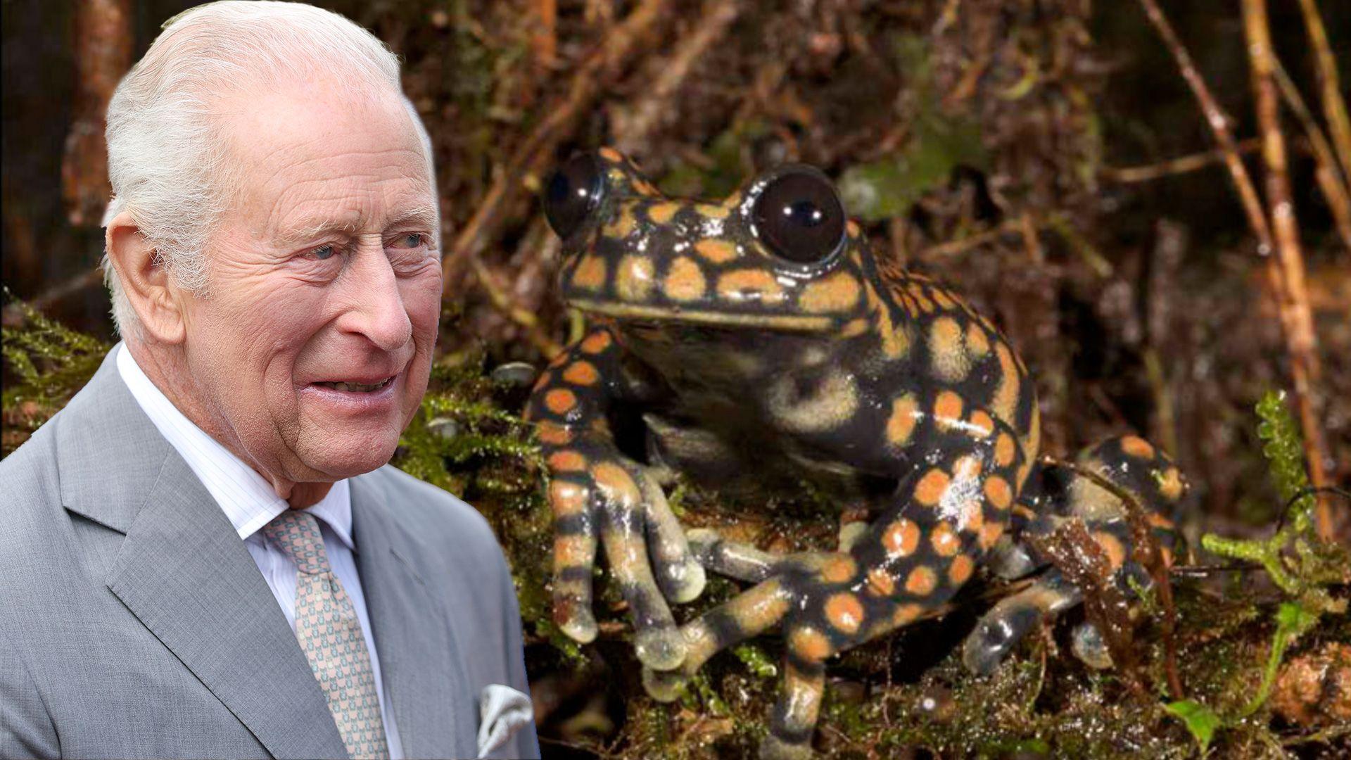 A photo of King Charles combined with a photo of a camouflaged frog