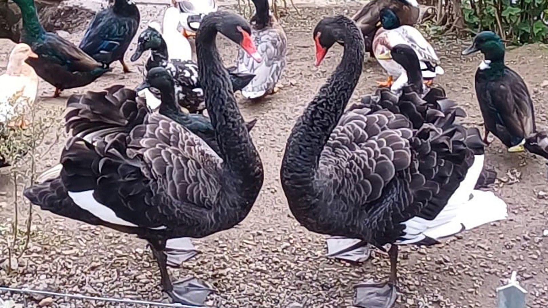 Two black swans facing each other. Their necks are in a heart shape. There are ducks around them. Behind them is a river. The ground is brown. 
