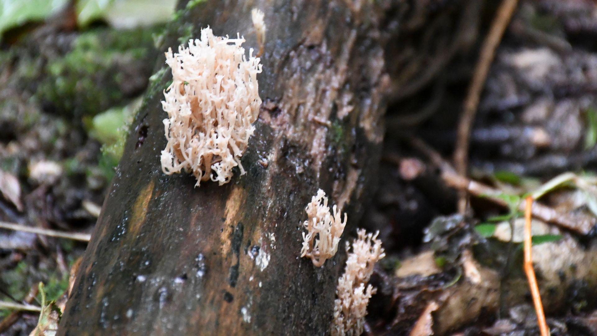 A rare fungi discovered near the proposed development site. Picture courtesy of Kent Wildlife Trust. 