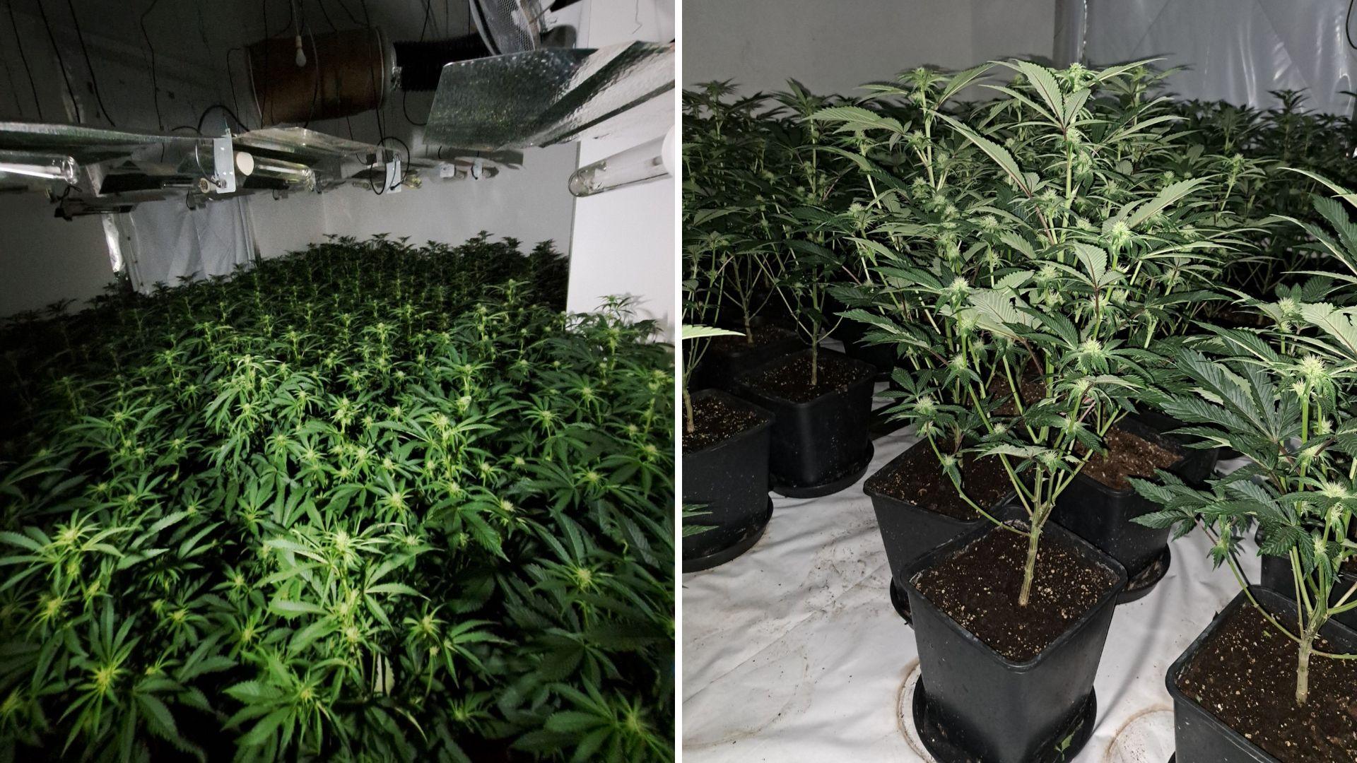 Two pictures side by side. The left shows dozens of cannabis plants crowded into a room with a lighting rig set up over it. The right image is a close up of a cannabis plant, a tall green plant with sharp leaves in a black plastic plant pot and brown soil.