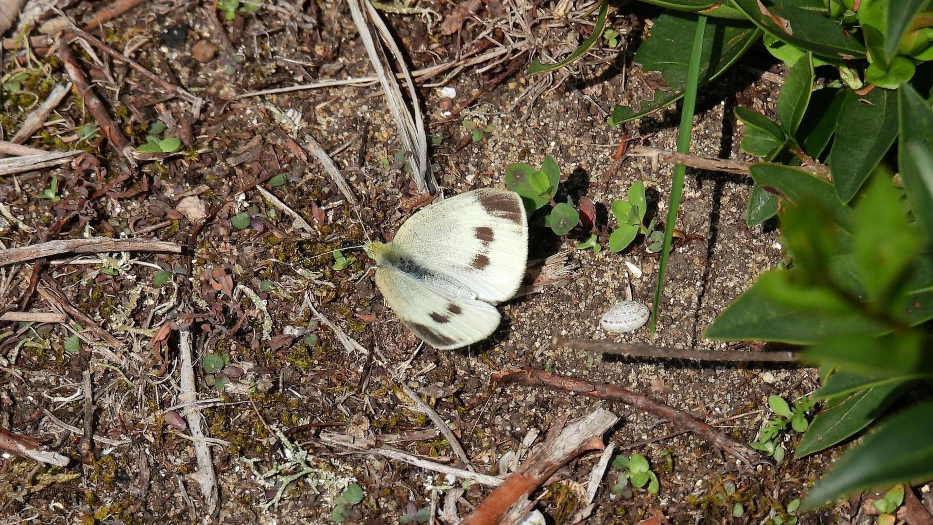 White butterfly with black spots sits on the ground with foliage on the right of it