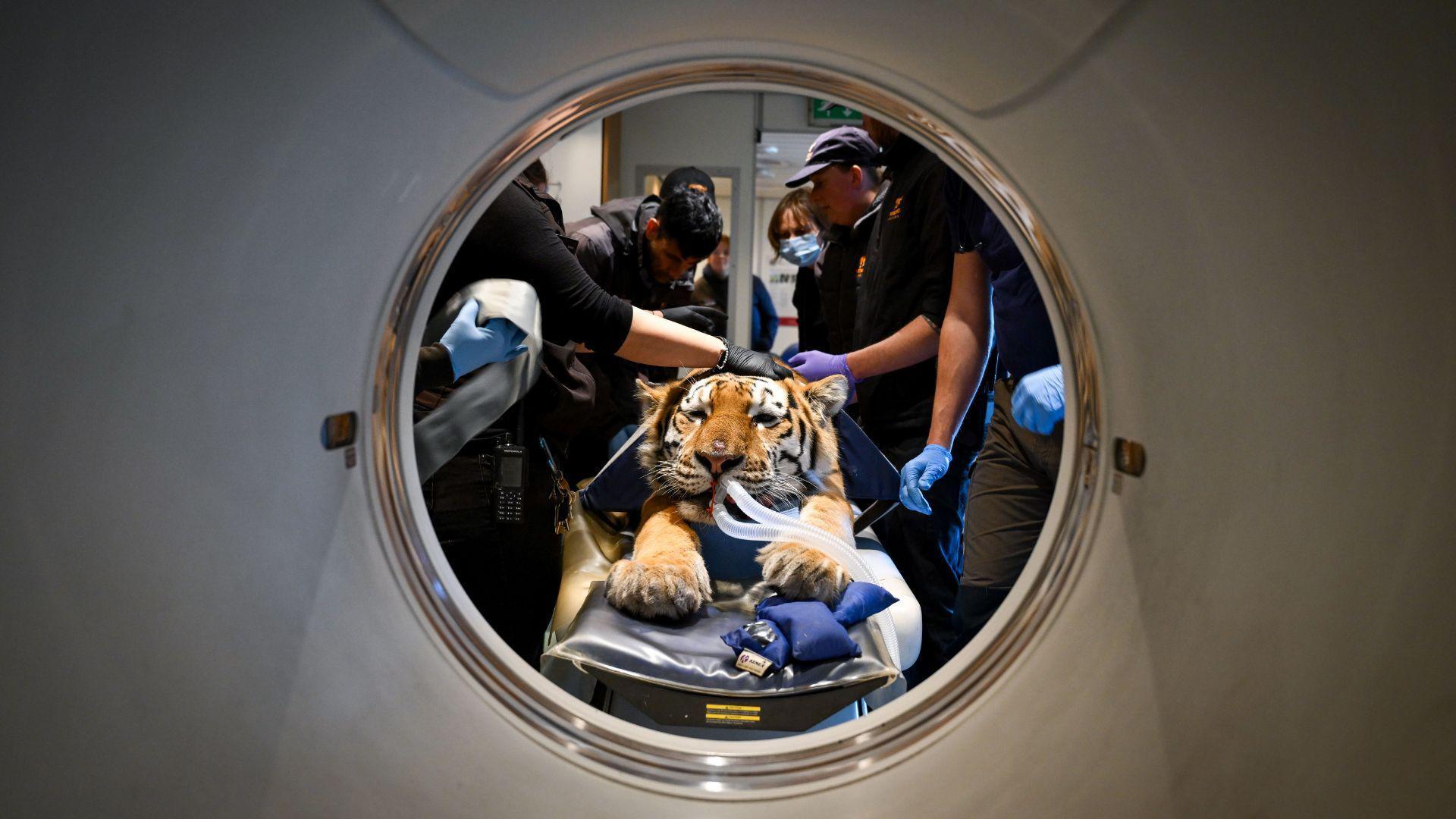 An orange tiger with black stripes, seen through the round interior of a CT scan machine. The tiger is sedated on a stretcher with two plastic tubes in its mouth and multiple people in matching polo shirts and latex gloves around it.