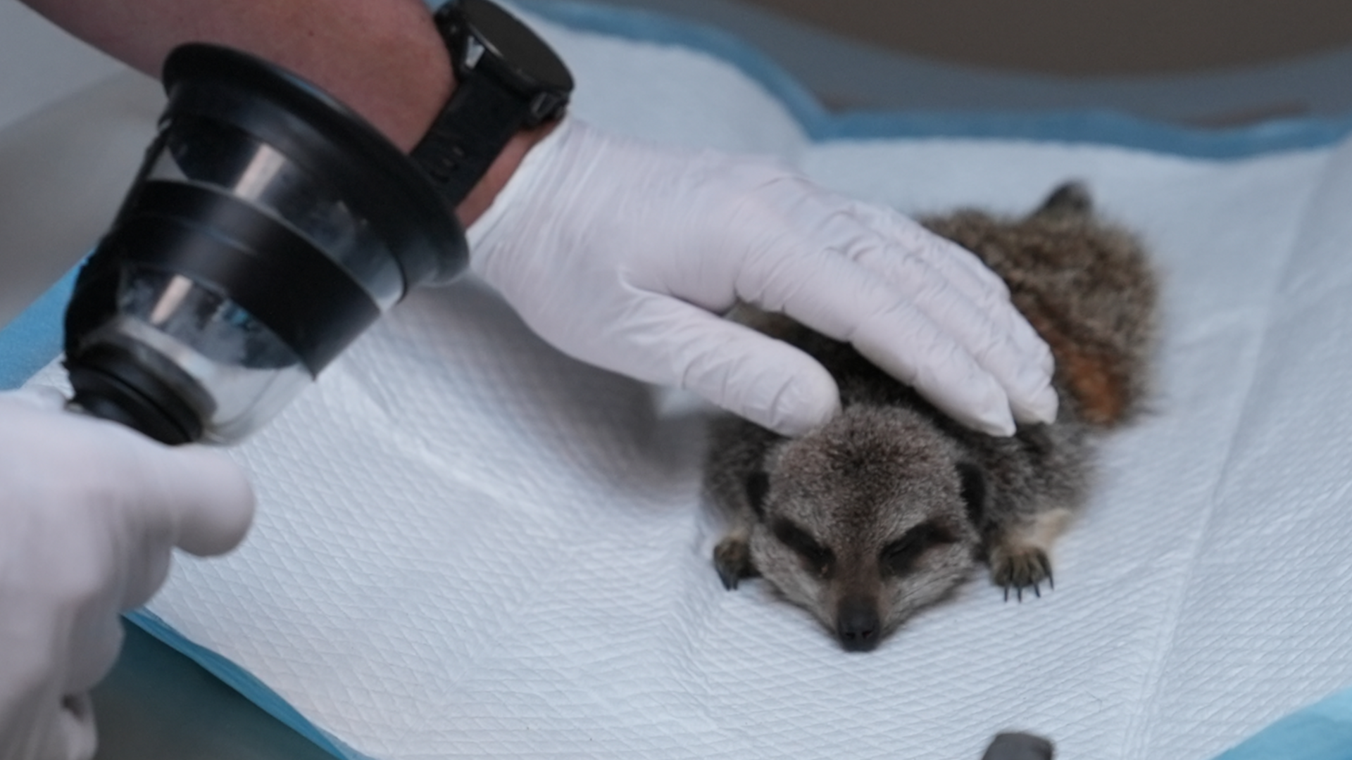 Grub, a meerkat which is lying on its stomach. A vet has placed their hand on top of the meerkat's back.
