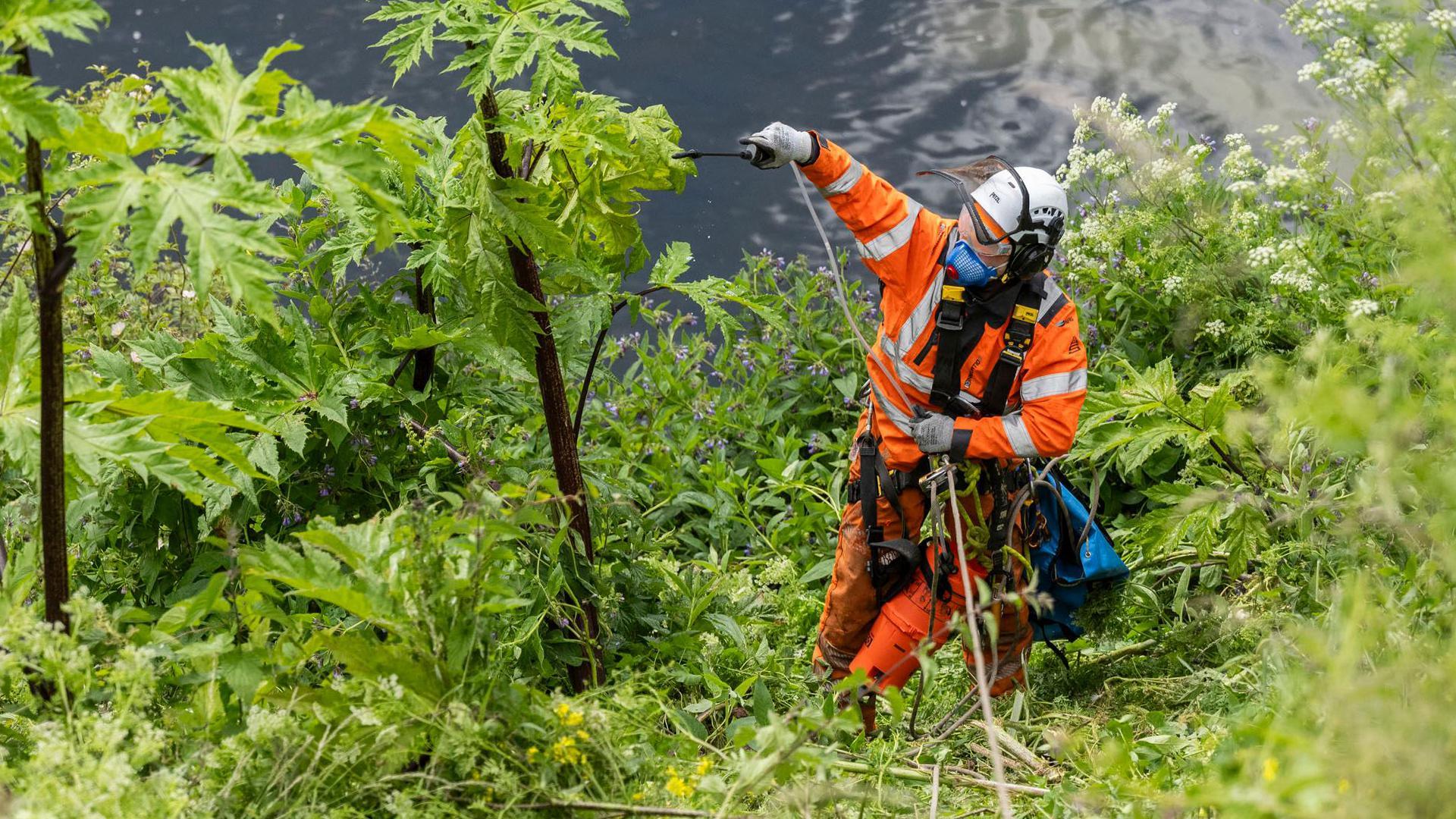 Man tackling giant hogweed