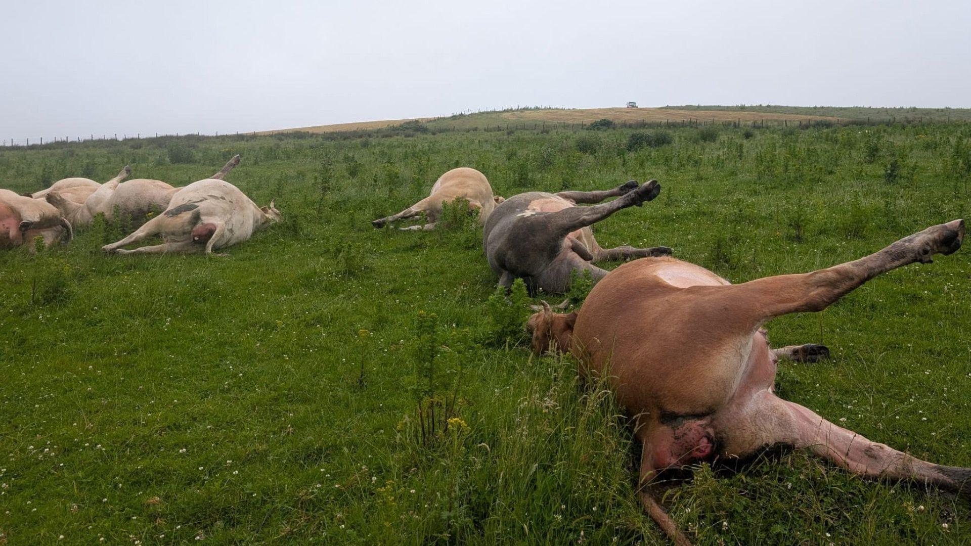 Cows lie dead in a field 