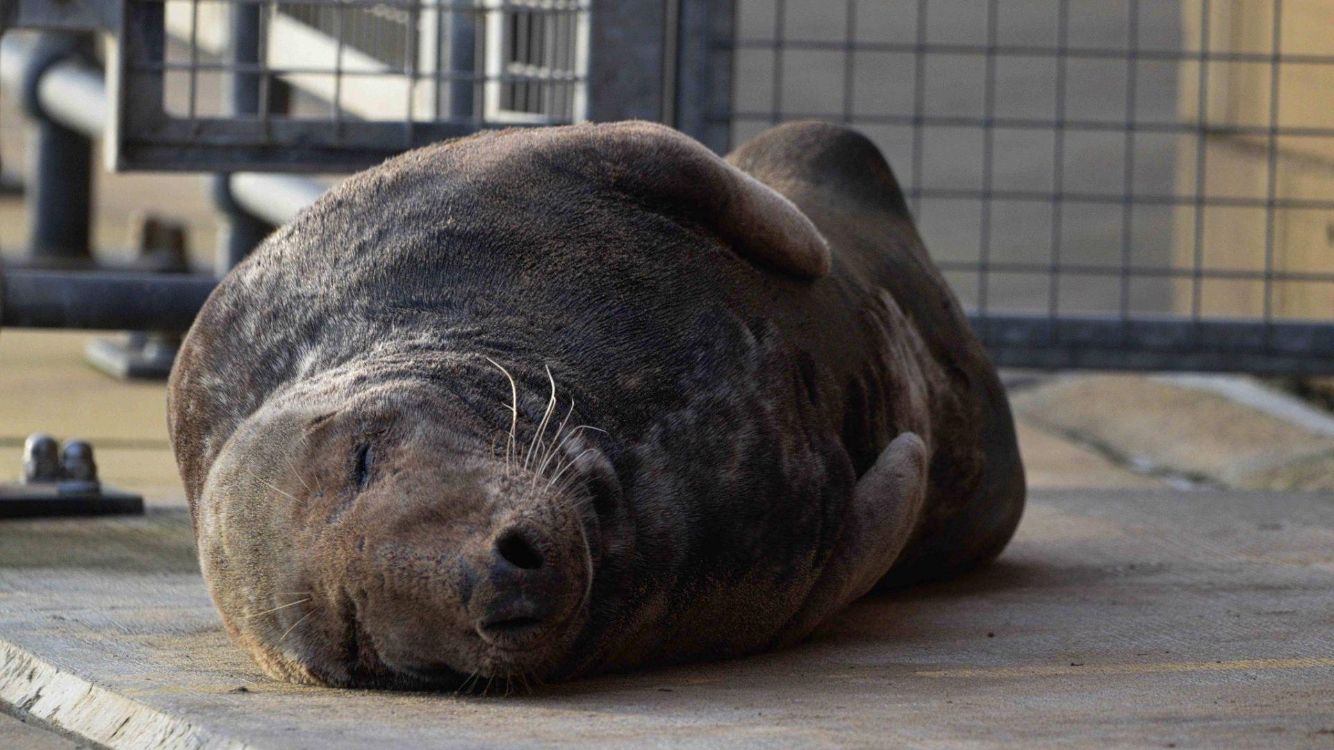 A seal sleeps, resting on its side