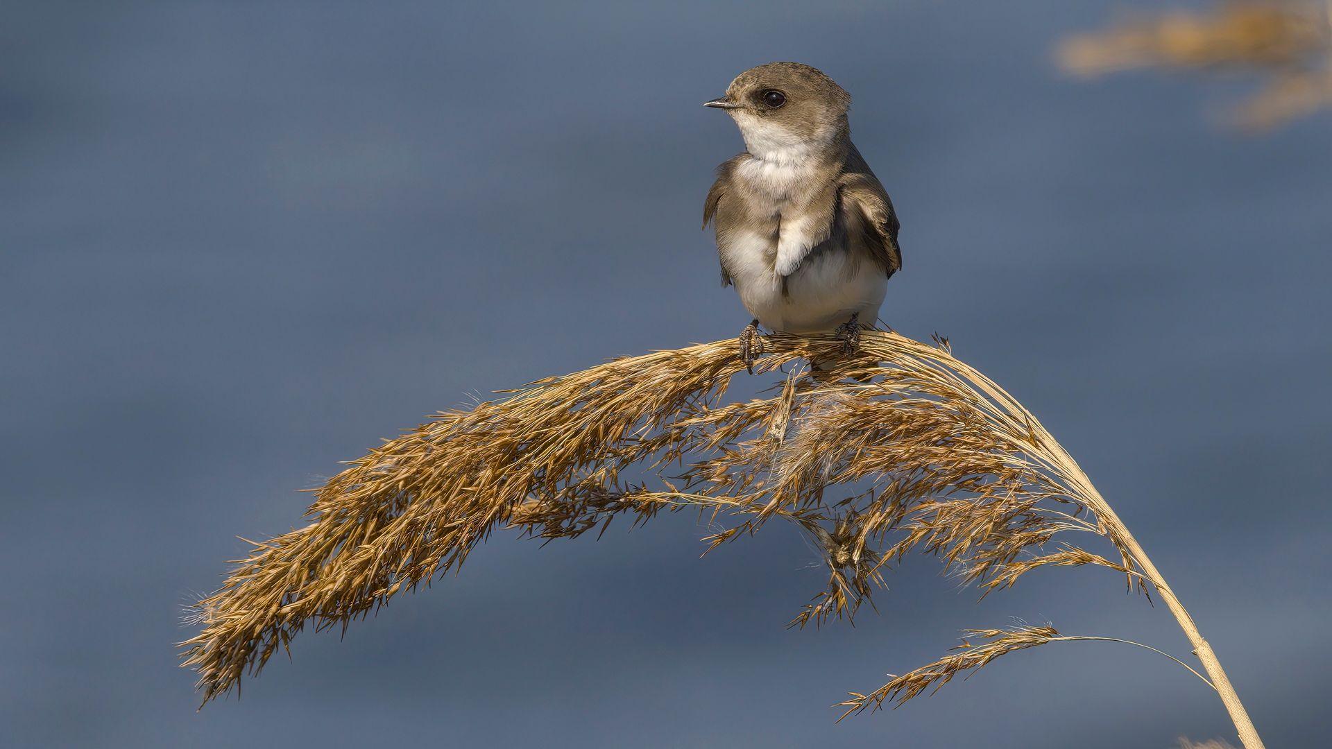 A small bird with brown and white feathers sits on a bending long yellow reed.