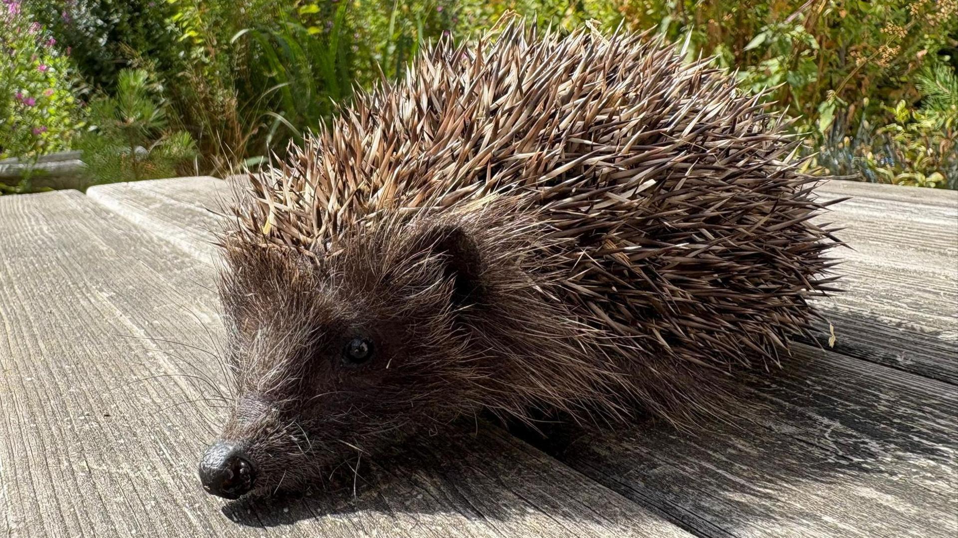 Linden is a fully grown hedgehog and sits on a wooden table