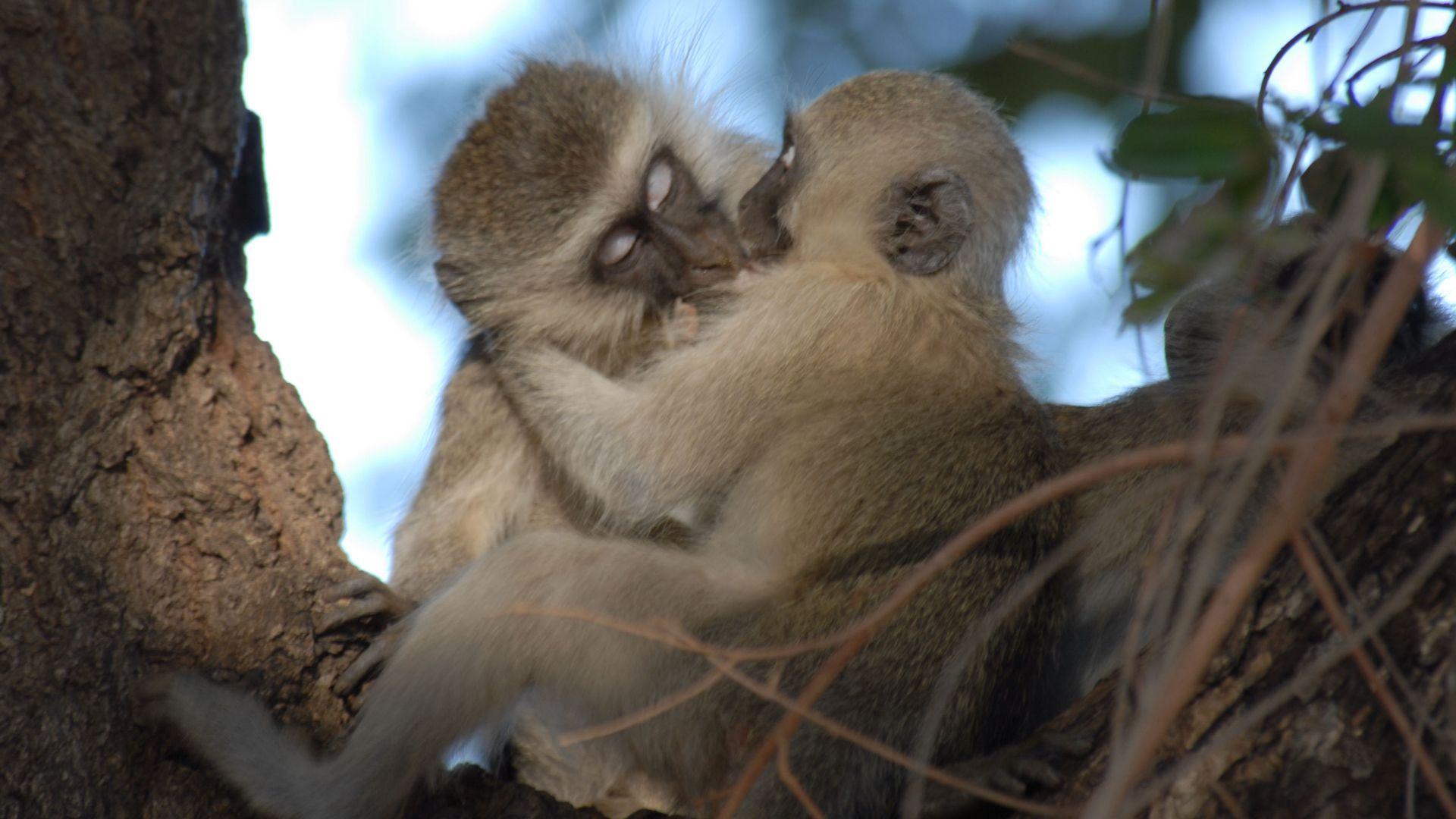 Two monkeys kissing each other on the mouth
