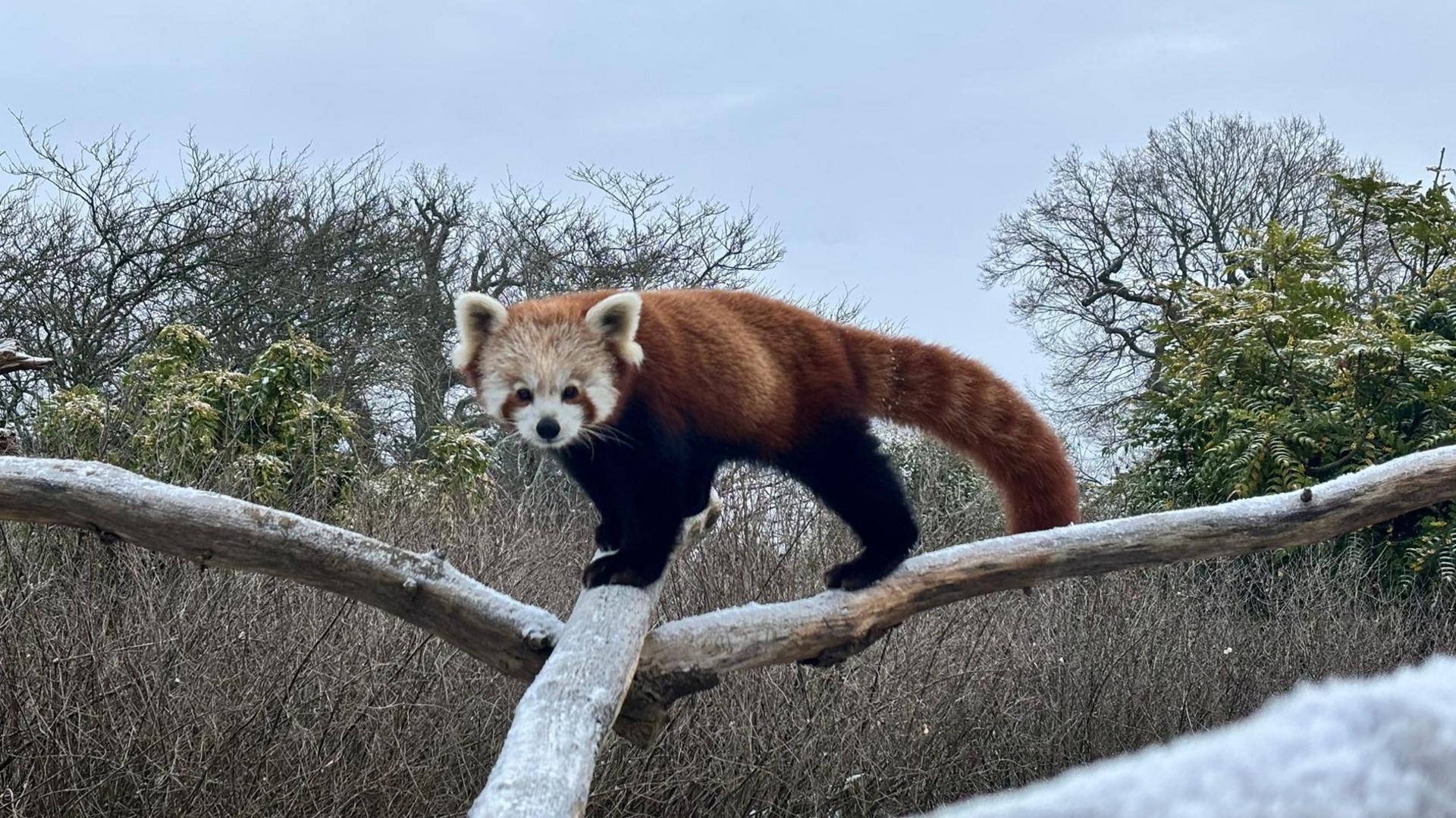 a red panda walking on a snowy branch.