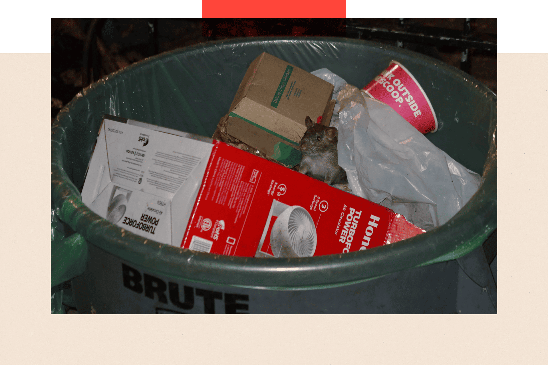  A rat sticks its head out of a garbage in New York