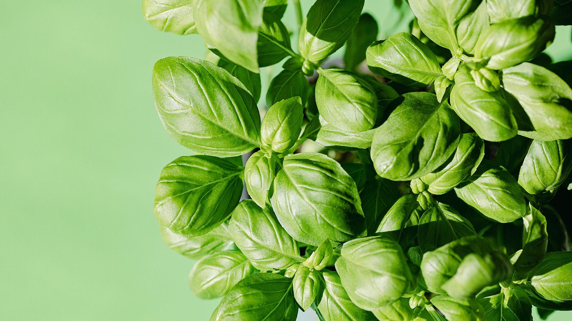 Fresh basil plant