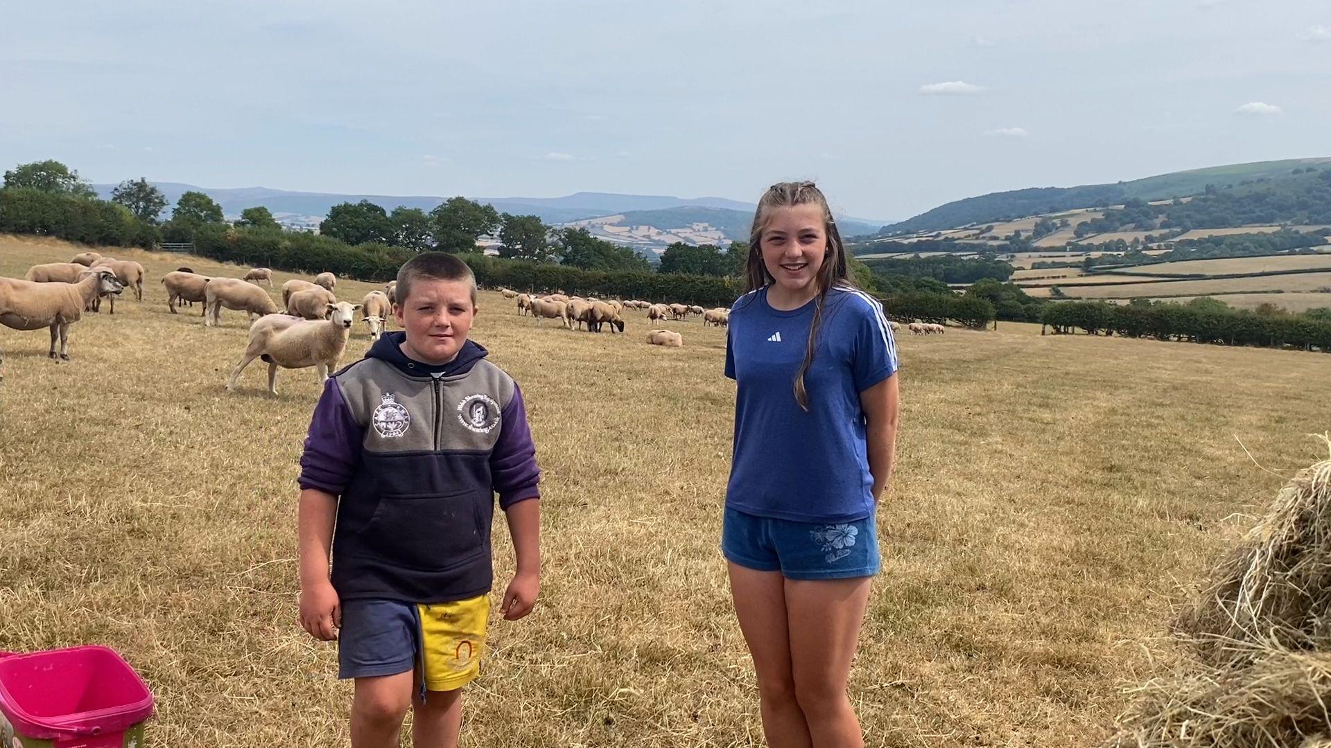 A boy wearing shorts and a hooded swearshirt and a older girl wearing a blue t-shirt and shorts standing in a field in front of sheep.