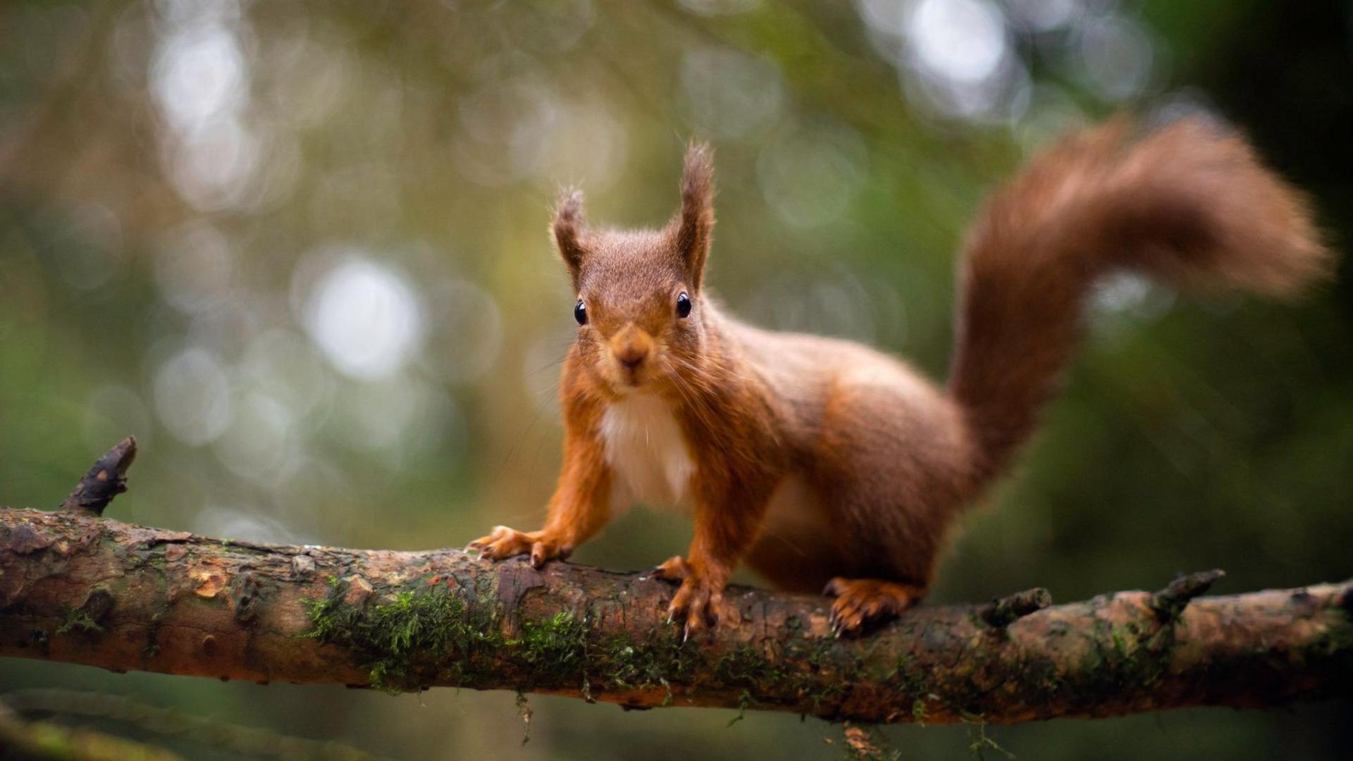 red squirrel on a tree branch in the woods