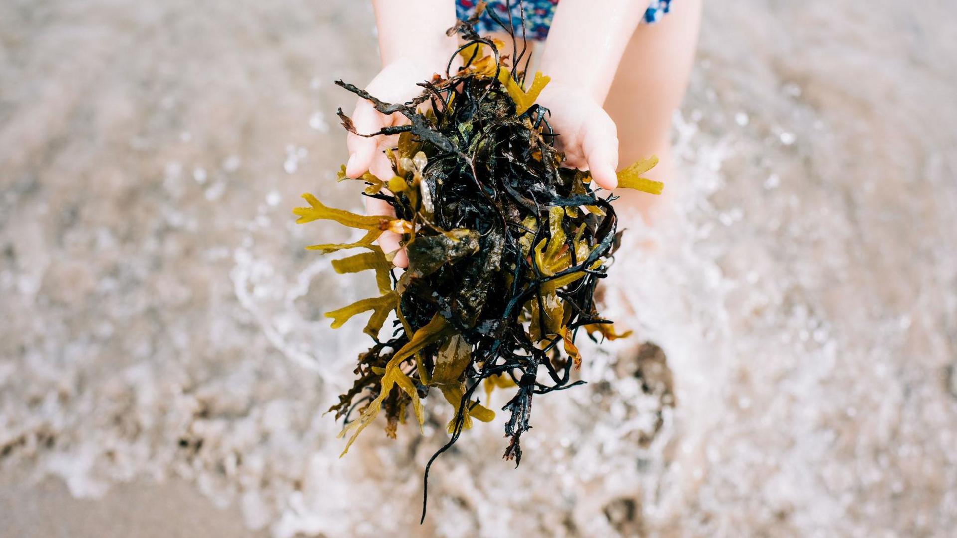 Child holding seaweed.