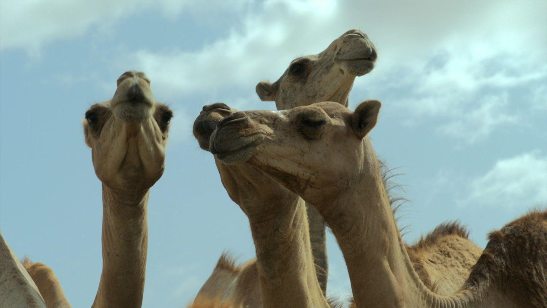 camels.