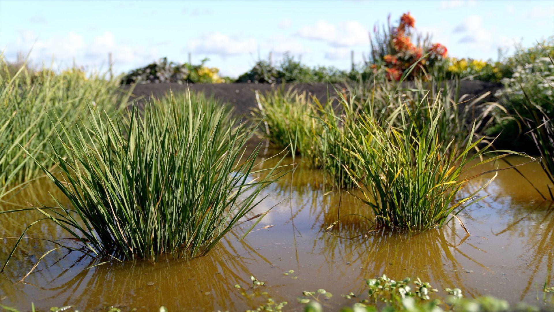Two green rice plants grow in muddy brown water, with the raised bank of the paddy field behind them. 
