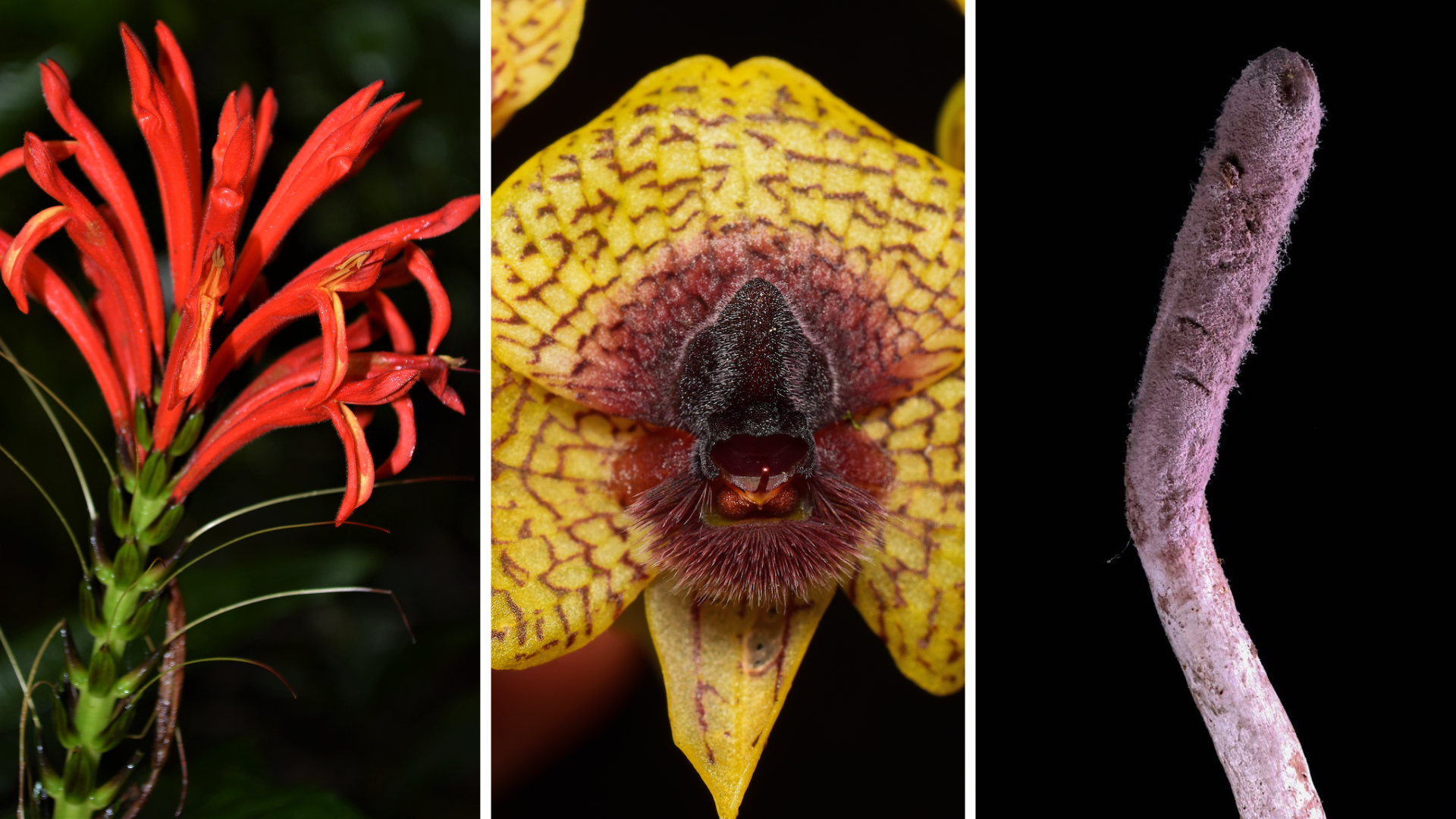 Photos of three plants, a bright red plant on the left, a yellow plant with a maroon centre, and a white/pink fungus that looks like a worm on the right.