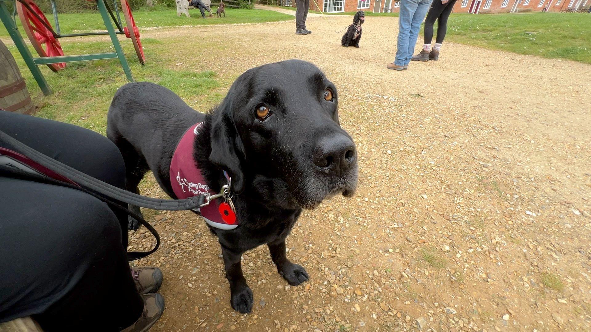 Black dog wearing a burgundy jacket 