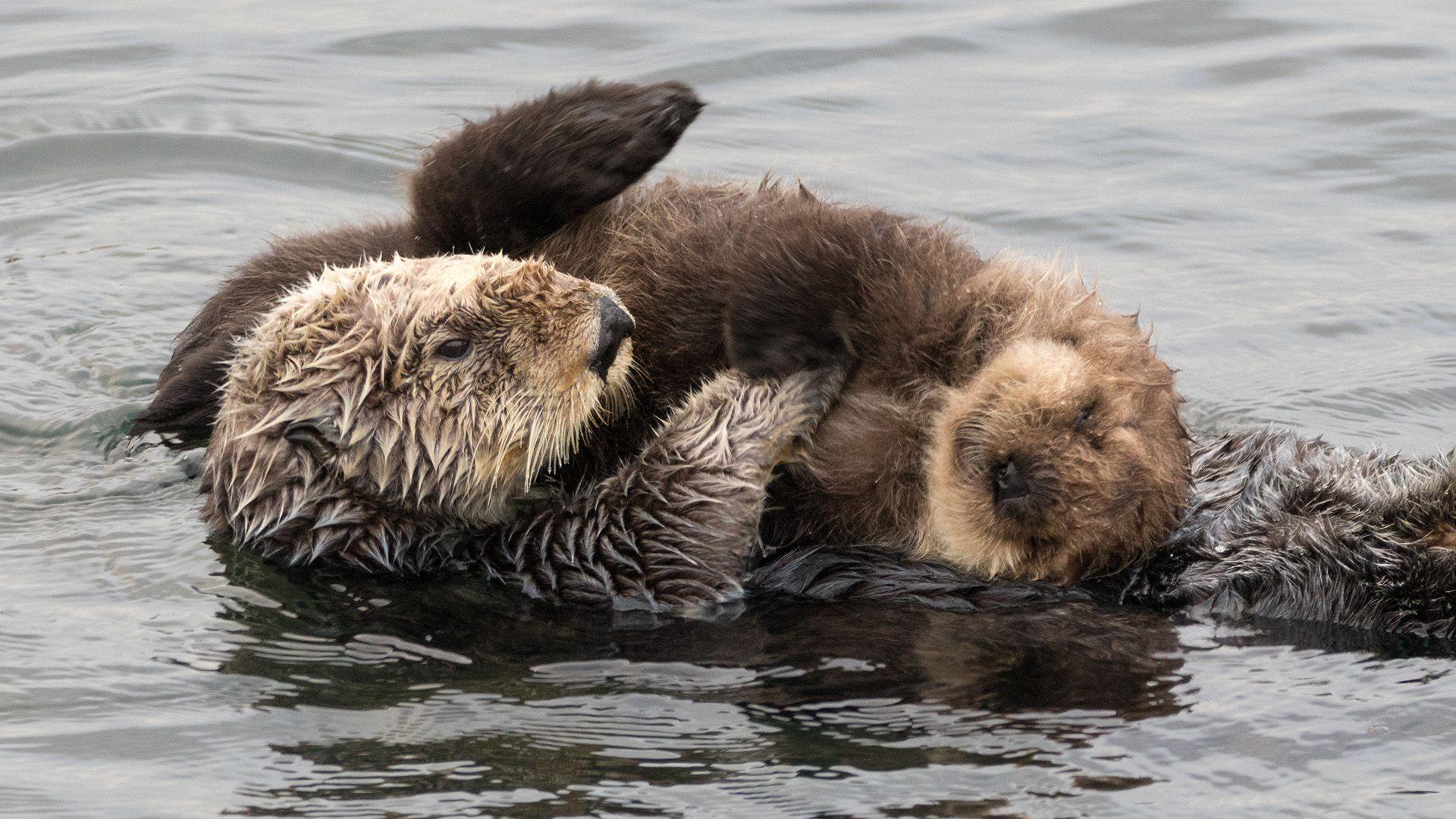 A sea otter with a fluffy pup lying on it in the water