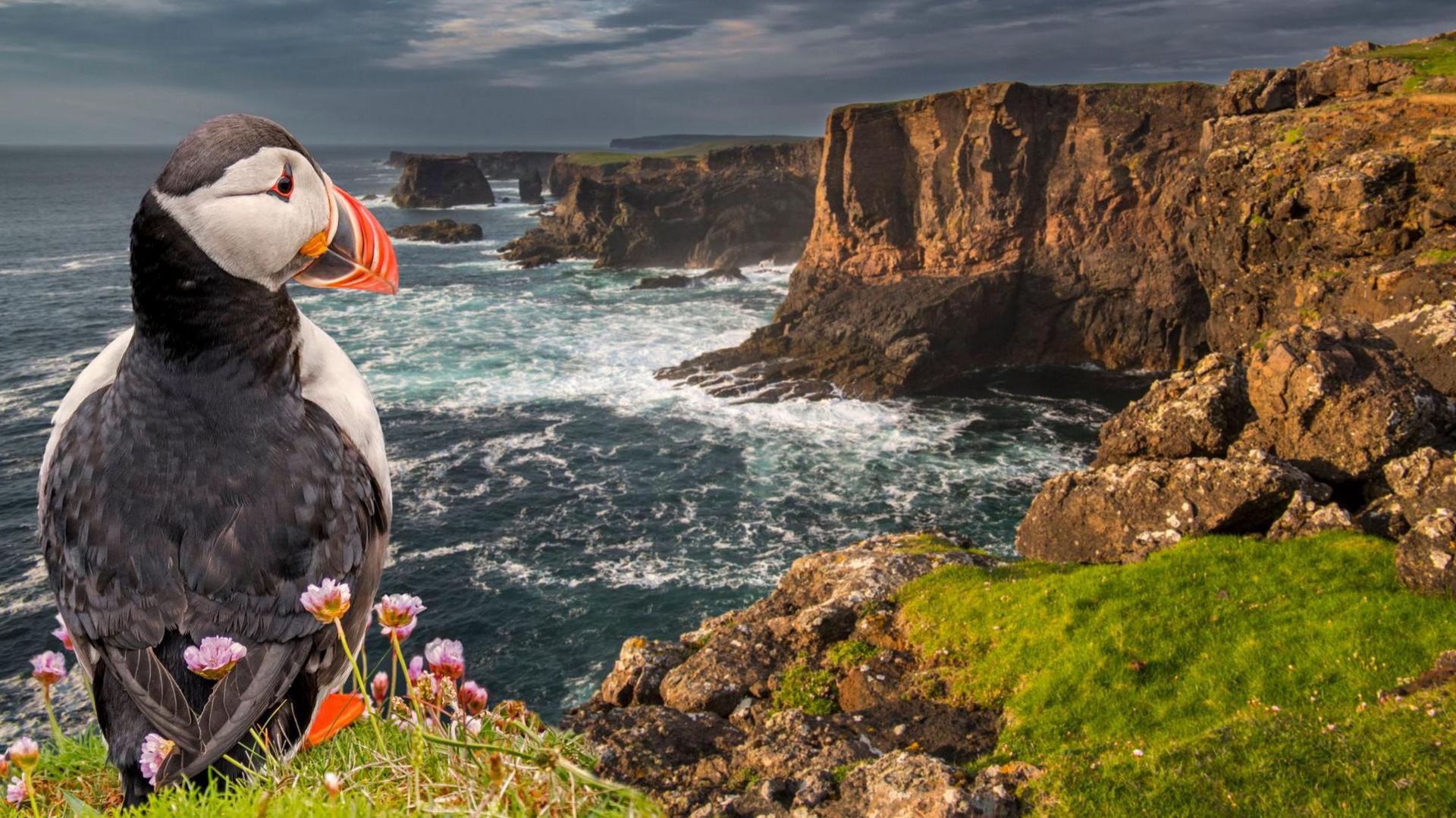 Puffin on a cliff