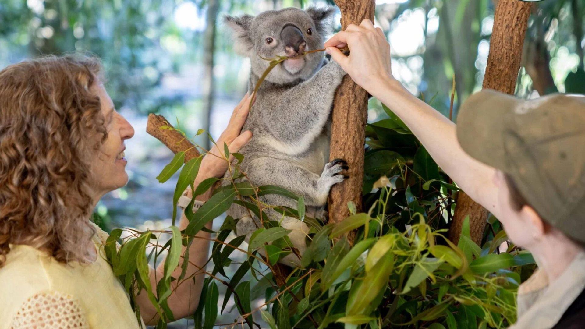 koala in a tree being petted