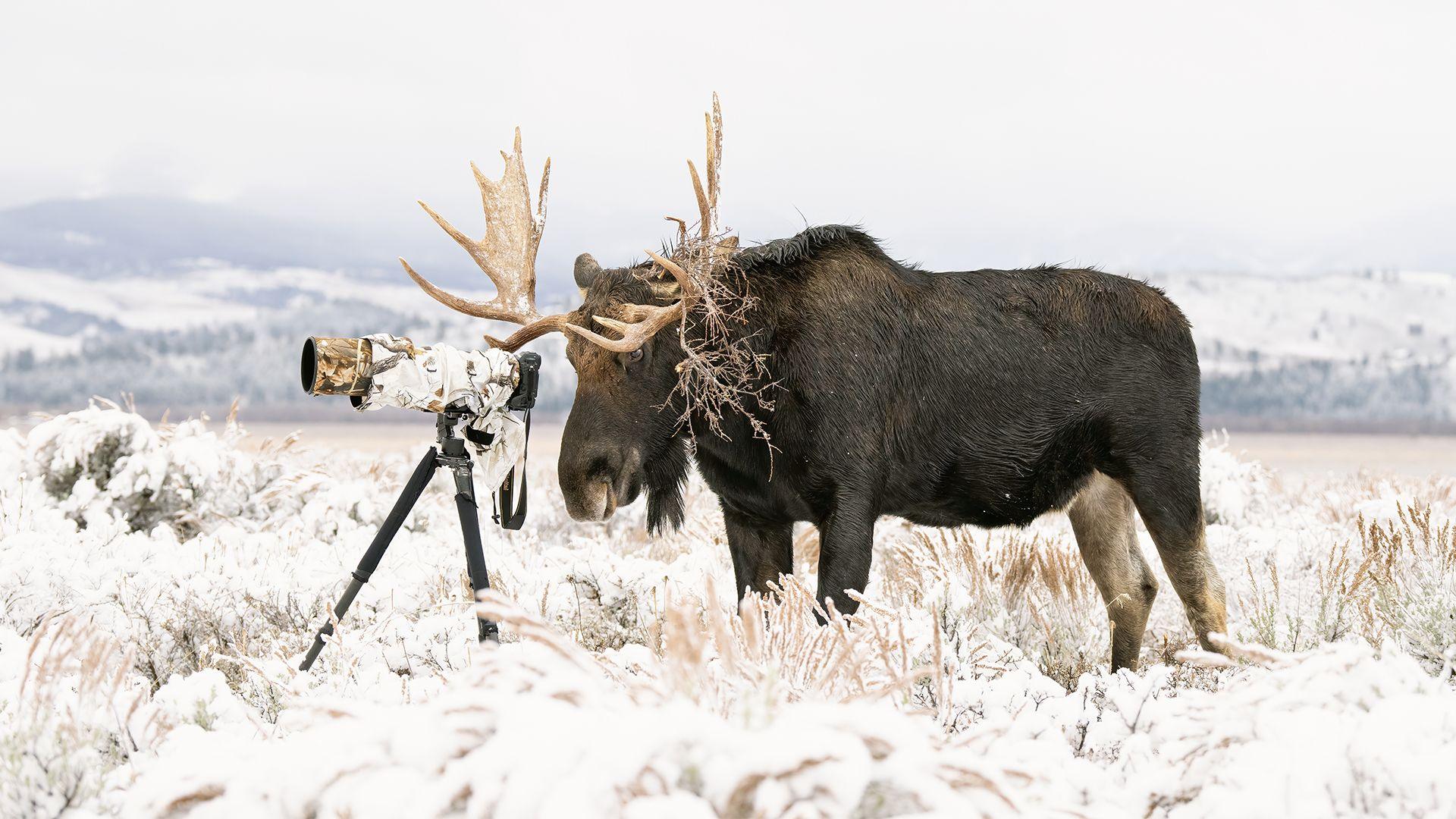 a bull moose stares through a camera lens