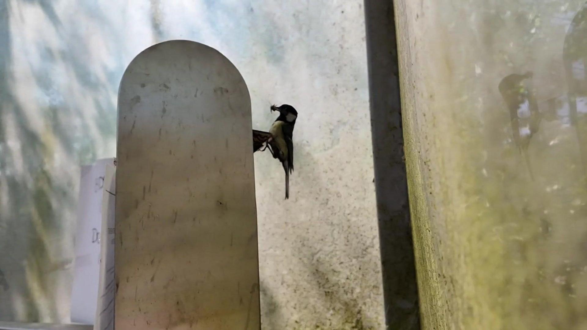 A great tit at the entry of the smoking bin with what appears to be food in its beak.