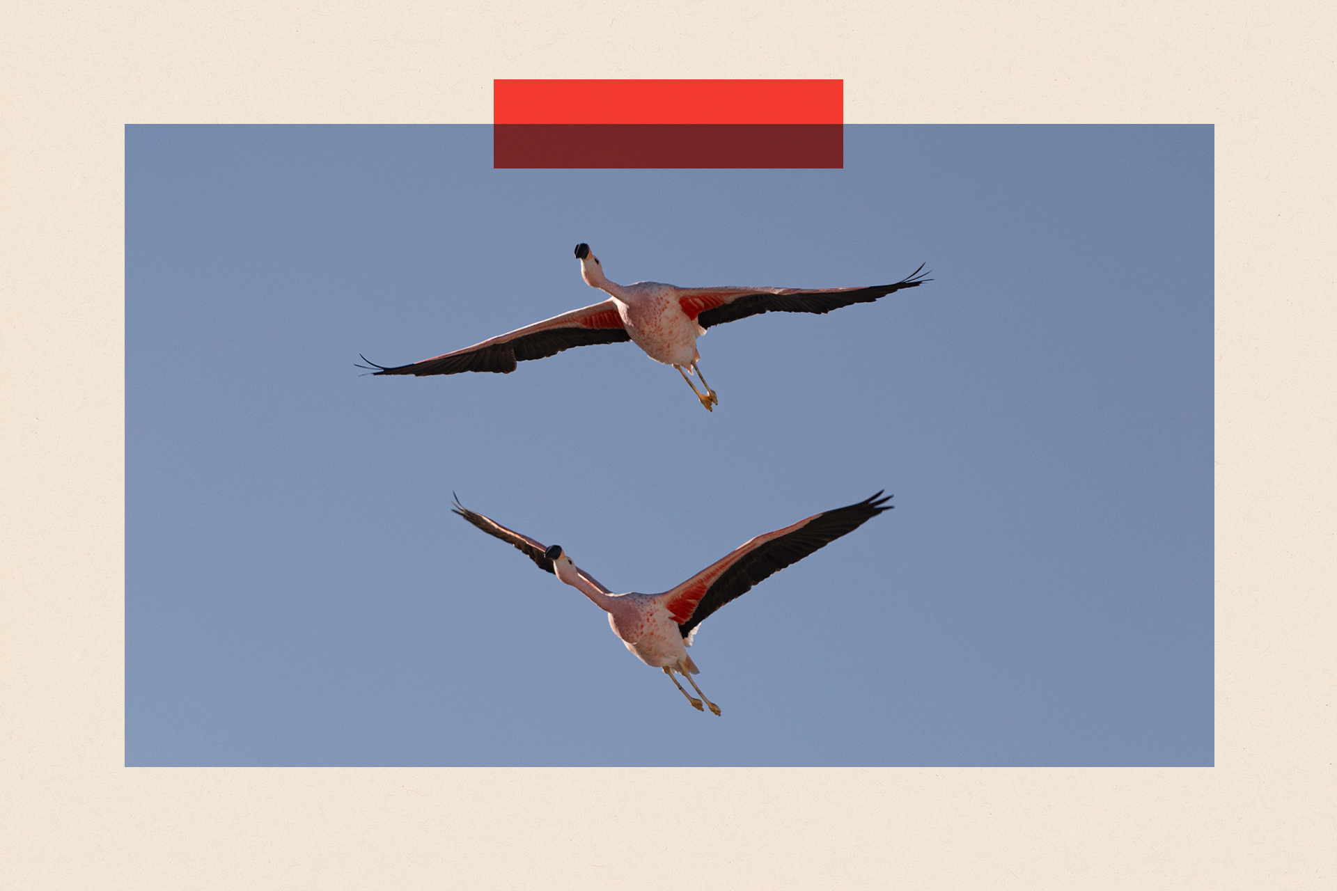 Flamingos fly in Laguna Chaxa in Salar de Atacama, Chile 