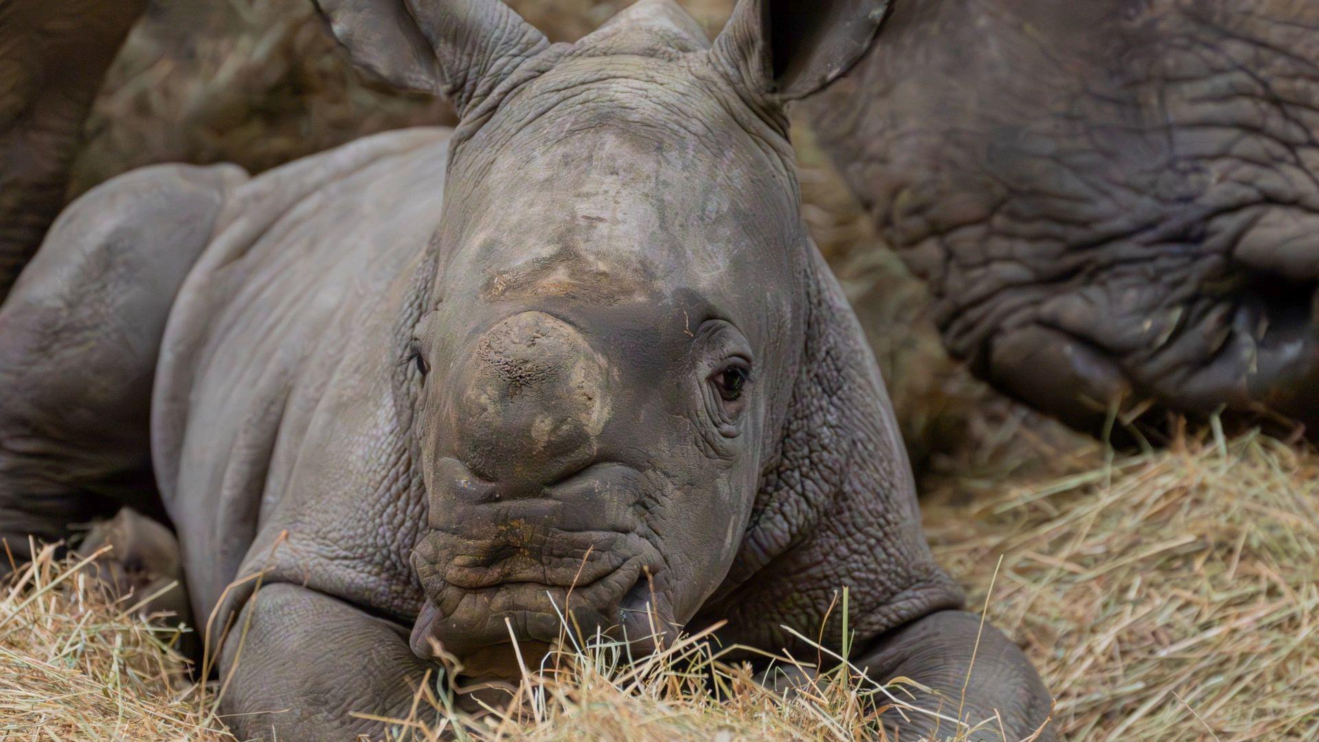 A close up view of Markus, he is lying down in the straw and looks towards the camera.