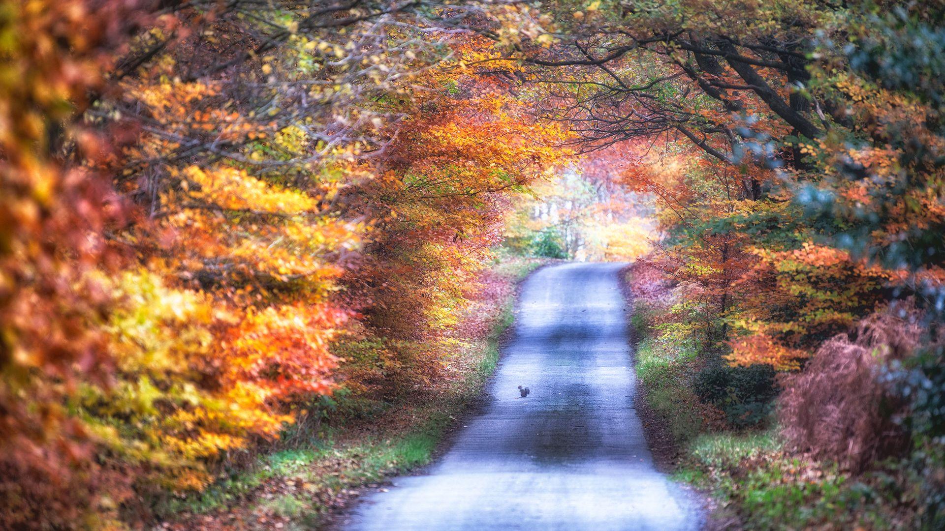 A 'tiny squirrel' captured in autumn in Derbyshire