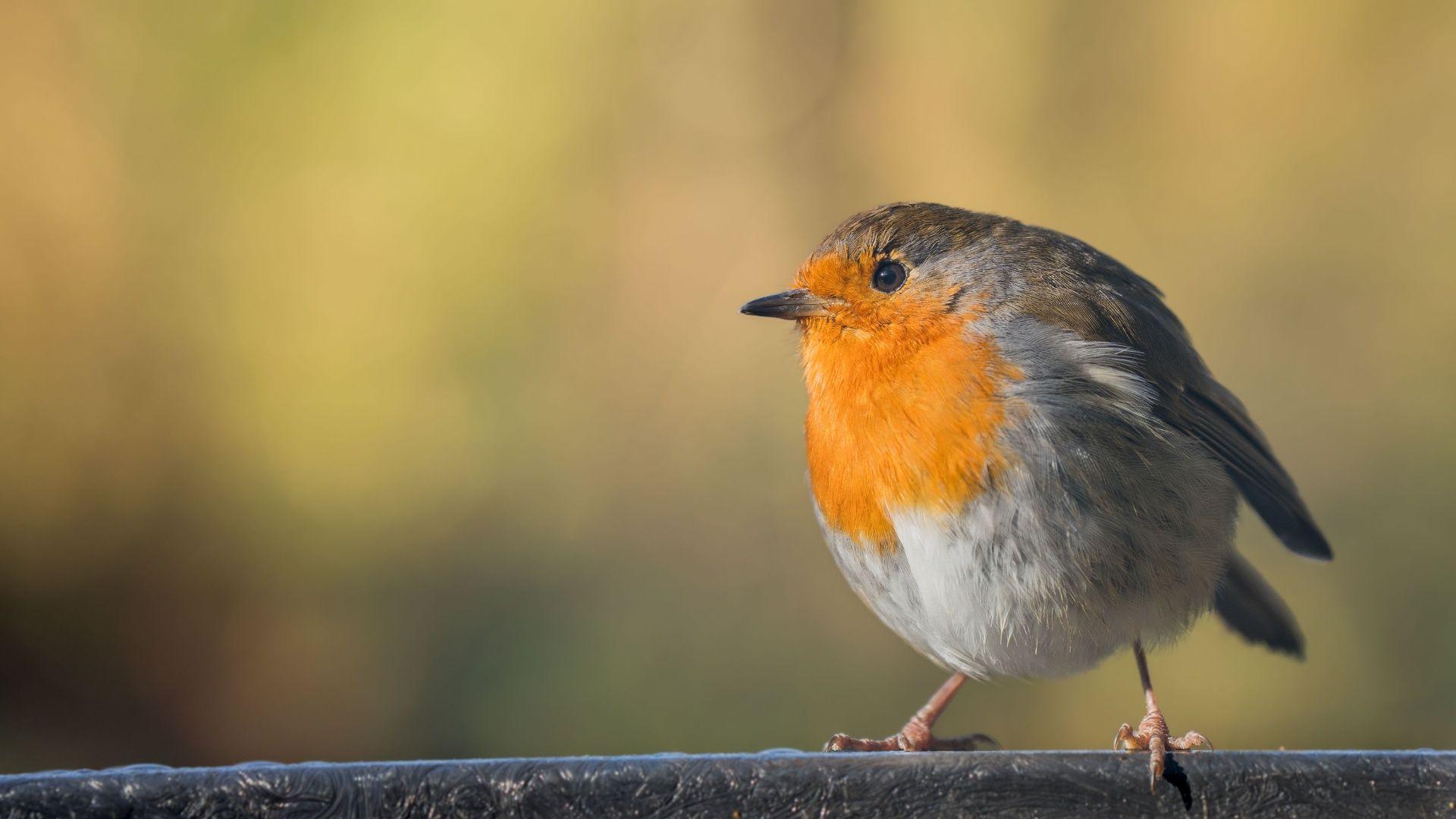 Robin goch yng ngolau'r haul