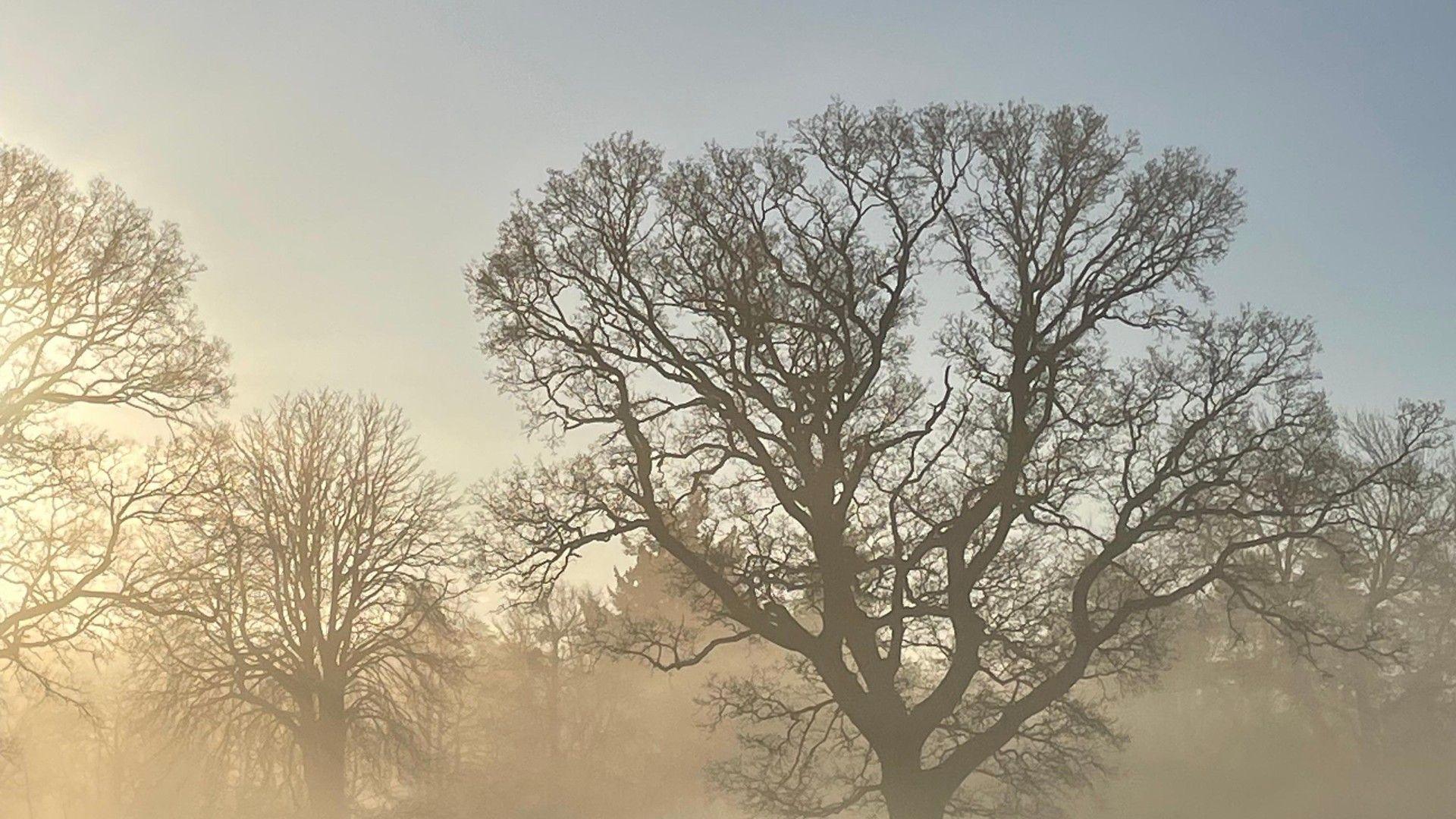 Winter trees with mist and milky blue morning sky. 