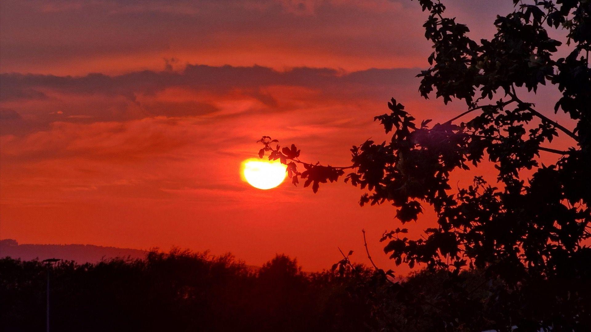 An orange/red sky with a shadow of the tree in front of the sun as it goes down