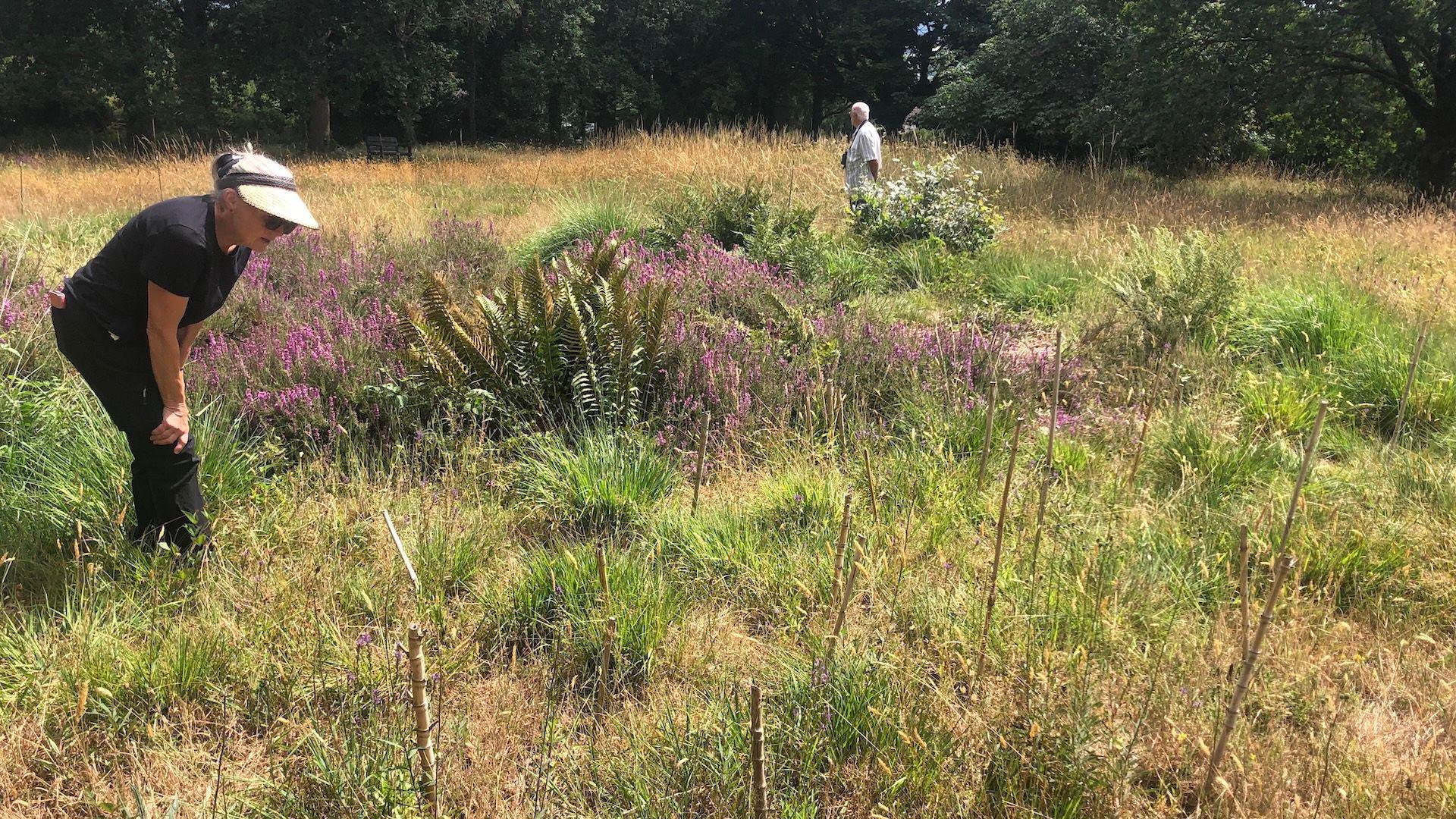 Two volunteers, one dressed in all black and a white sun cap, and the other in all white in the distance, counting the purple Heath Lobelia in a field