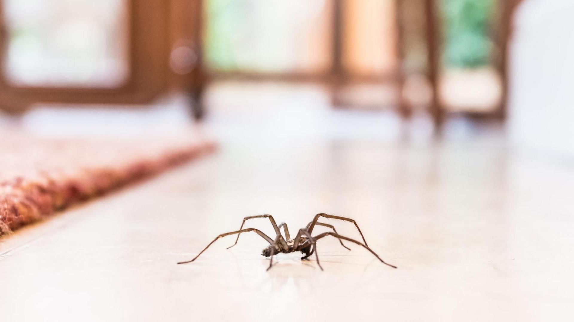 Common house spider in a house