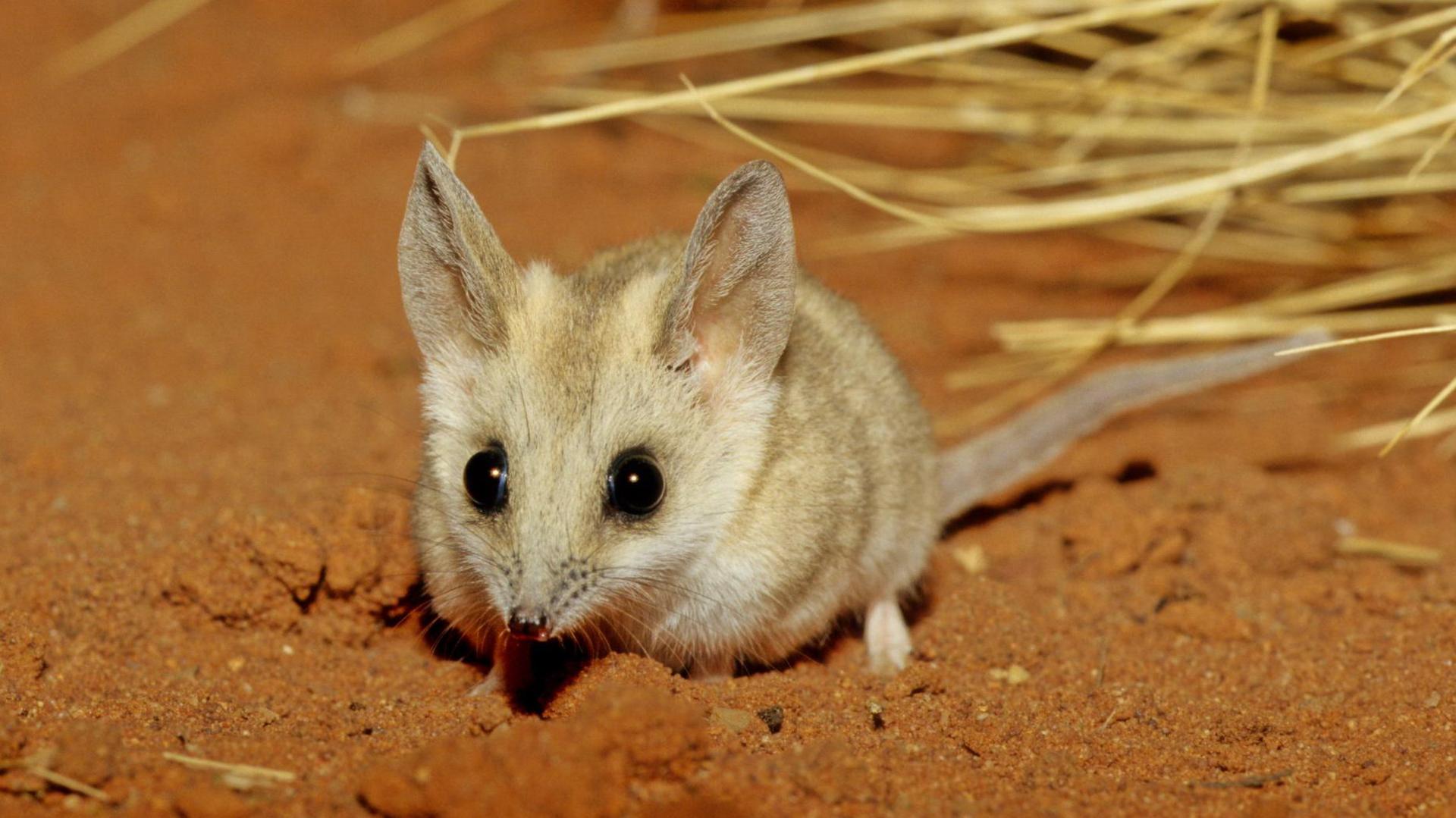 a fat-tailed dunnart