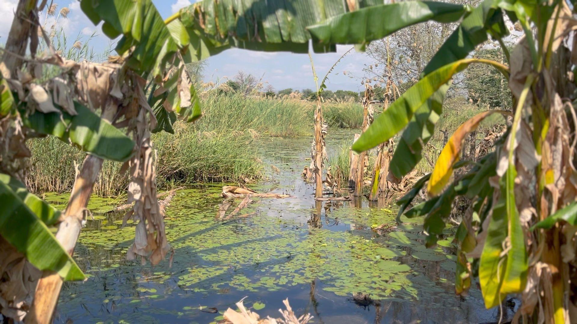 Banana plantation flooded by water