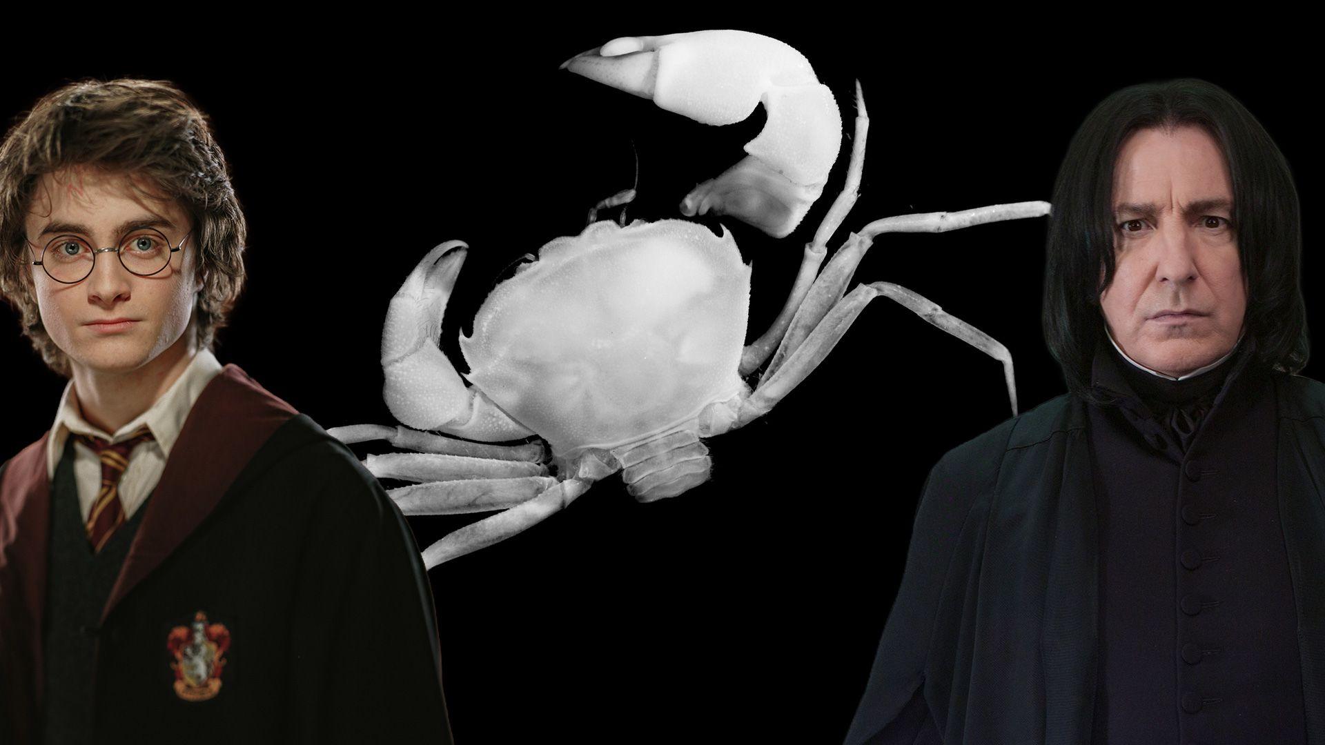 Images of Harry Potter and Severus Snape next to a black and white photograph of a crab