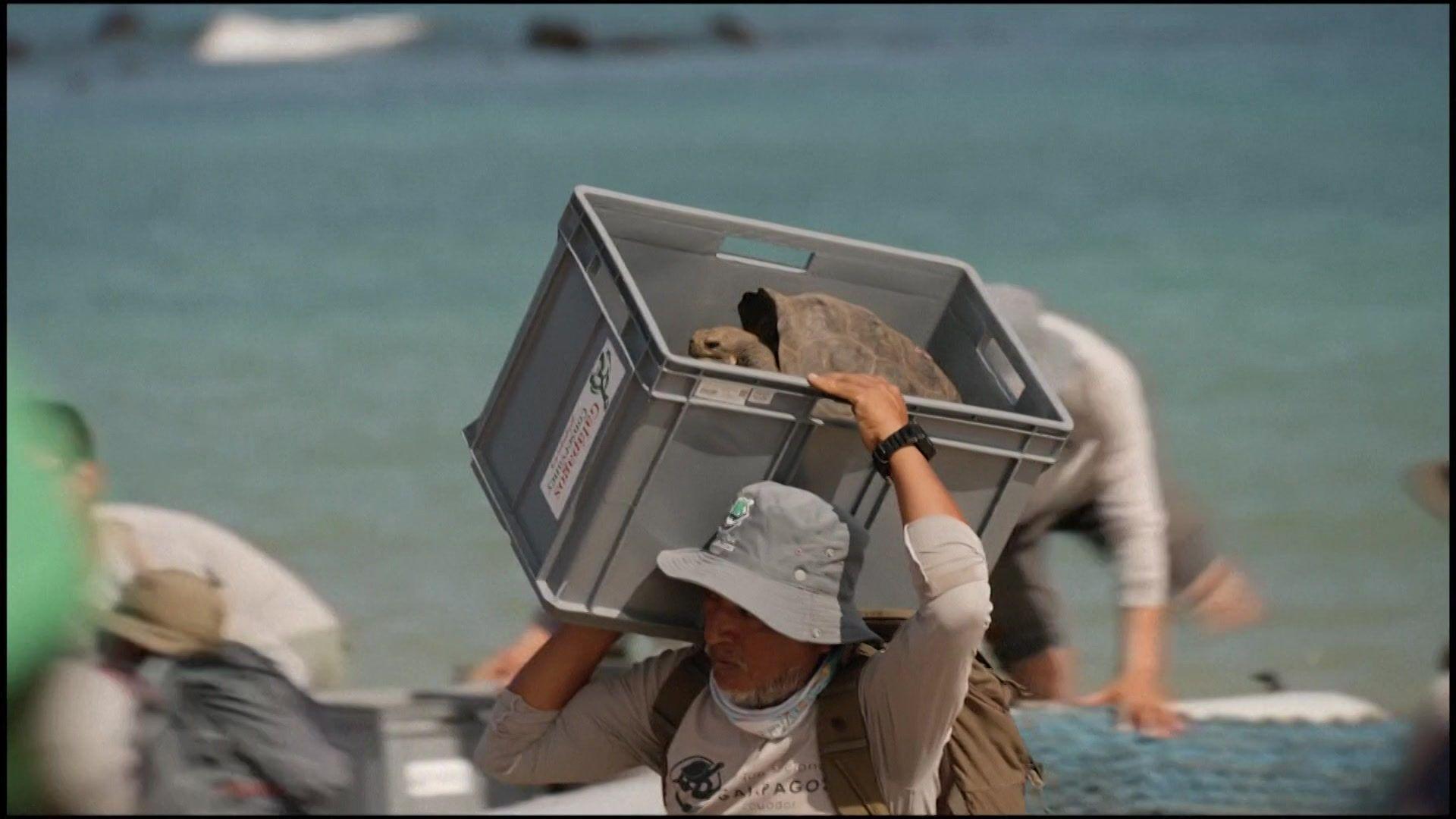 A tortoise is carried in a box in front of the ocean