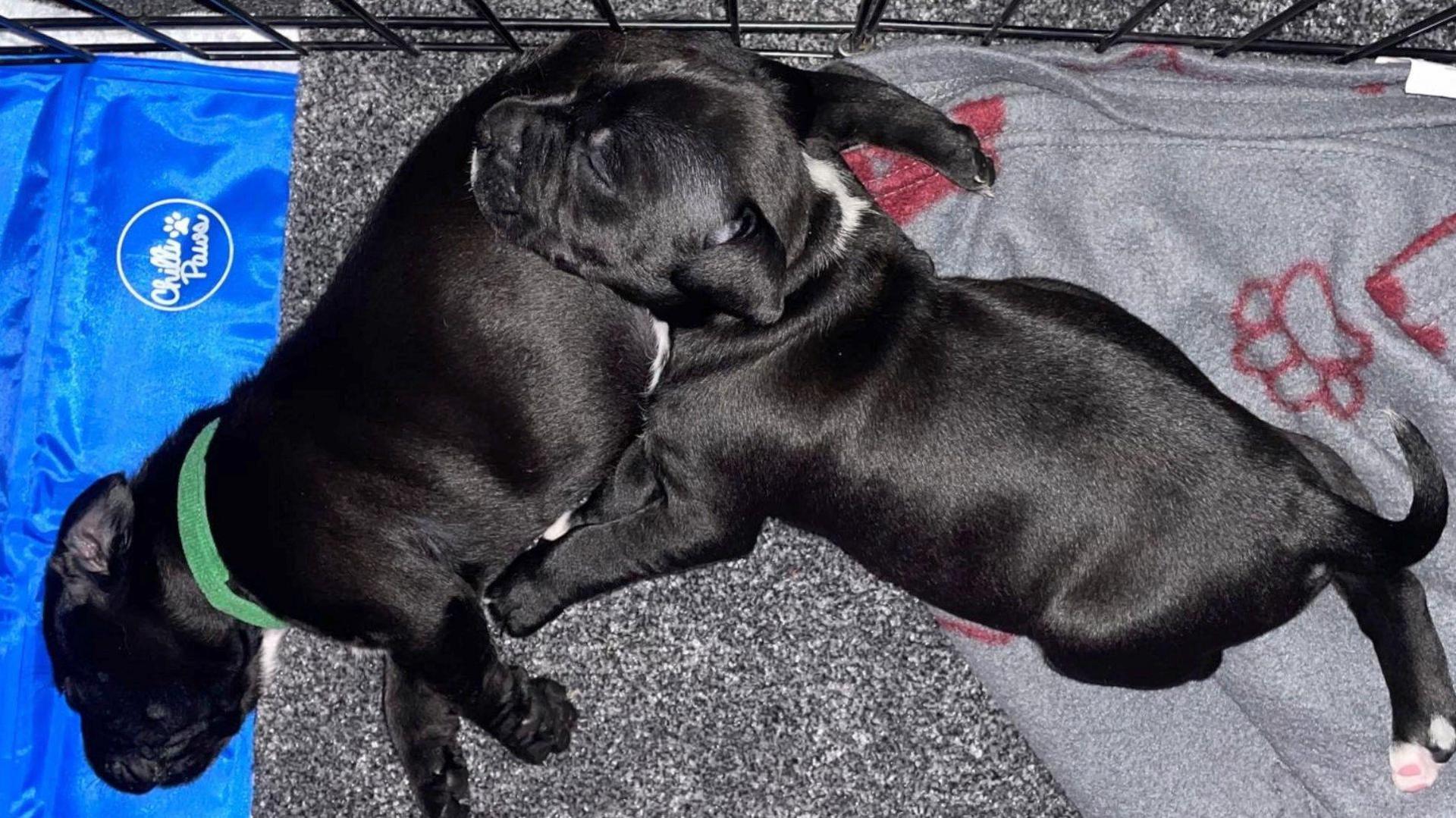 Two puppies are asleep in their play pen. They both have black fur. The one to the left has a green thin collar around his nack and some white detail on his chest, he is lying on his side asleep on a bright blue mat. His brother is resting his head on his hip and has white markings on his scruff and one white back paw.