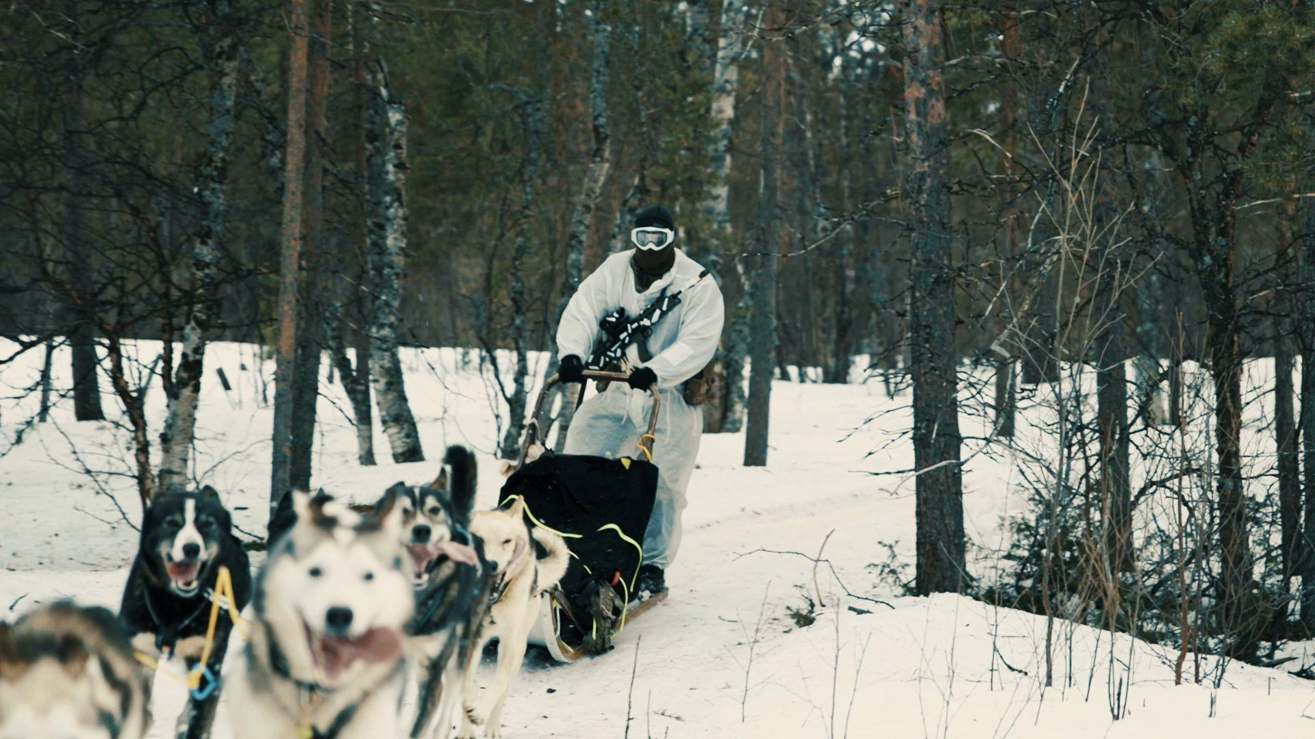 huskies in Northern Norway 