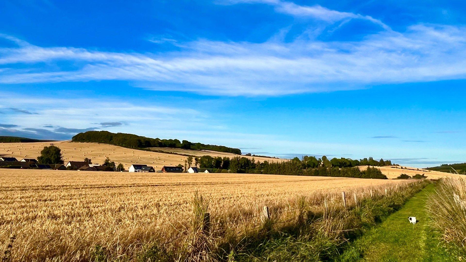 Farmland scene on a sunny day