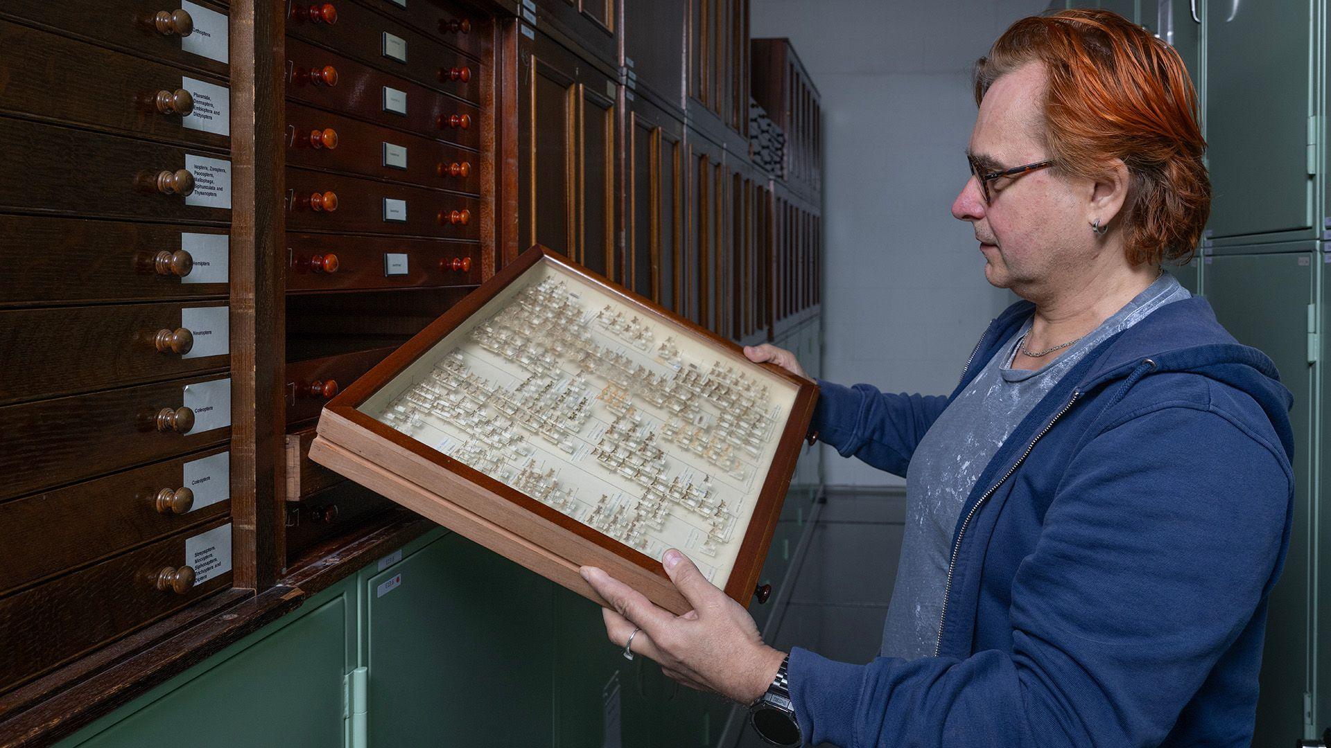 Dr Vladimir Blagoderov, Principal Curator of Invertebrates at National Museums Scotland, examines moths which will be digitised as part of the Distributed System of Scientific Collections UK (DiSSCo UK) Project